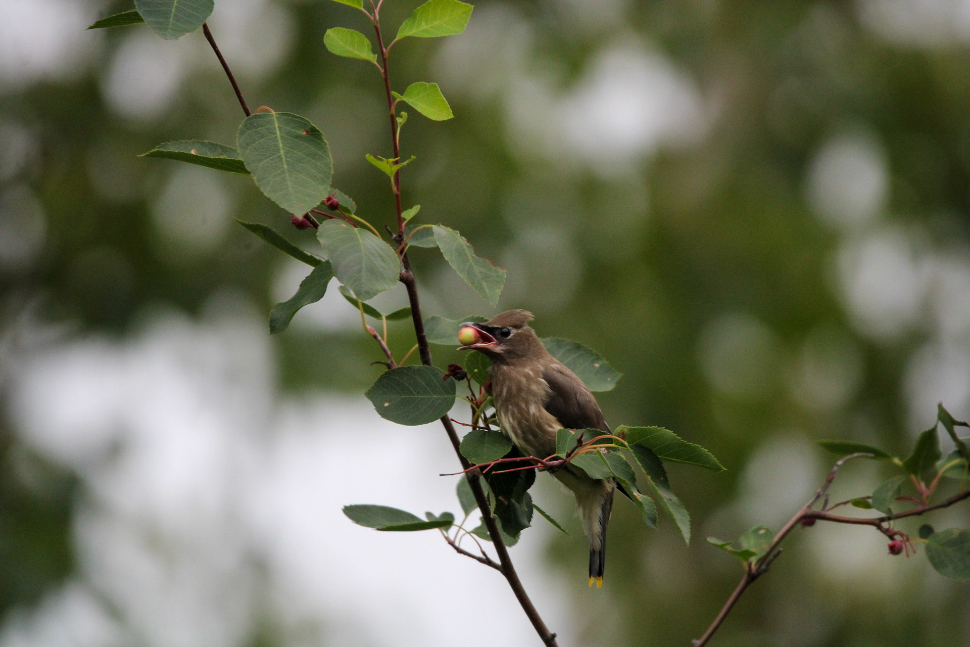 Cedar Waxwing - Shipwreck Creek Campground