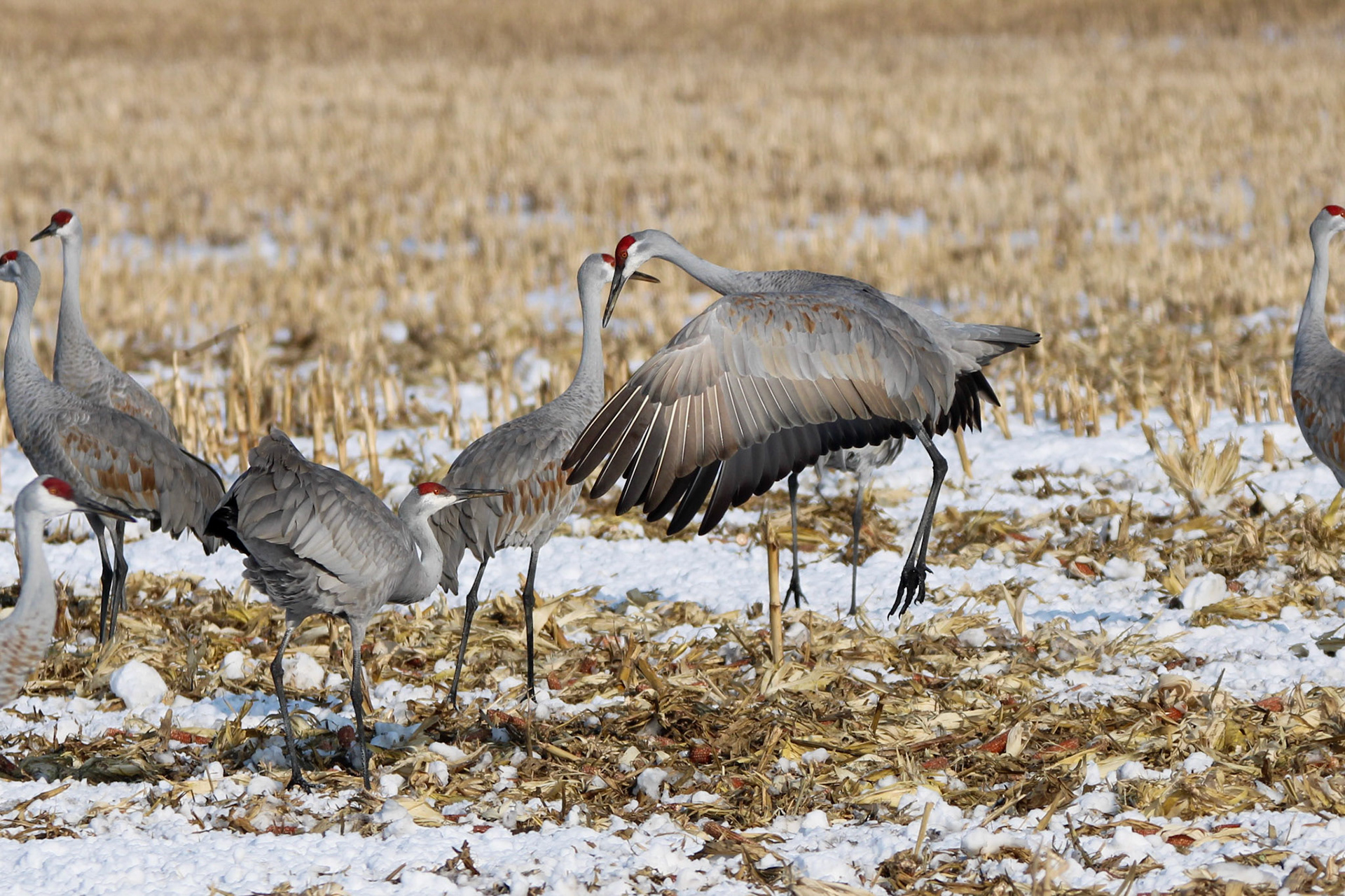 Sandhill Cranes