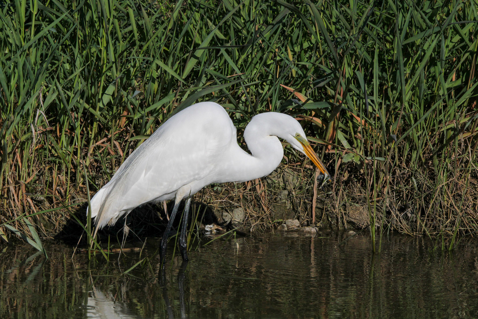 Great Egret