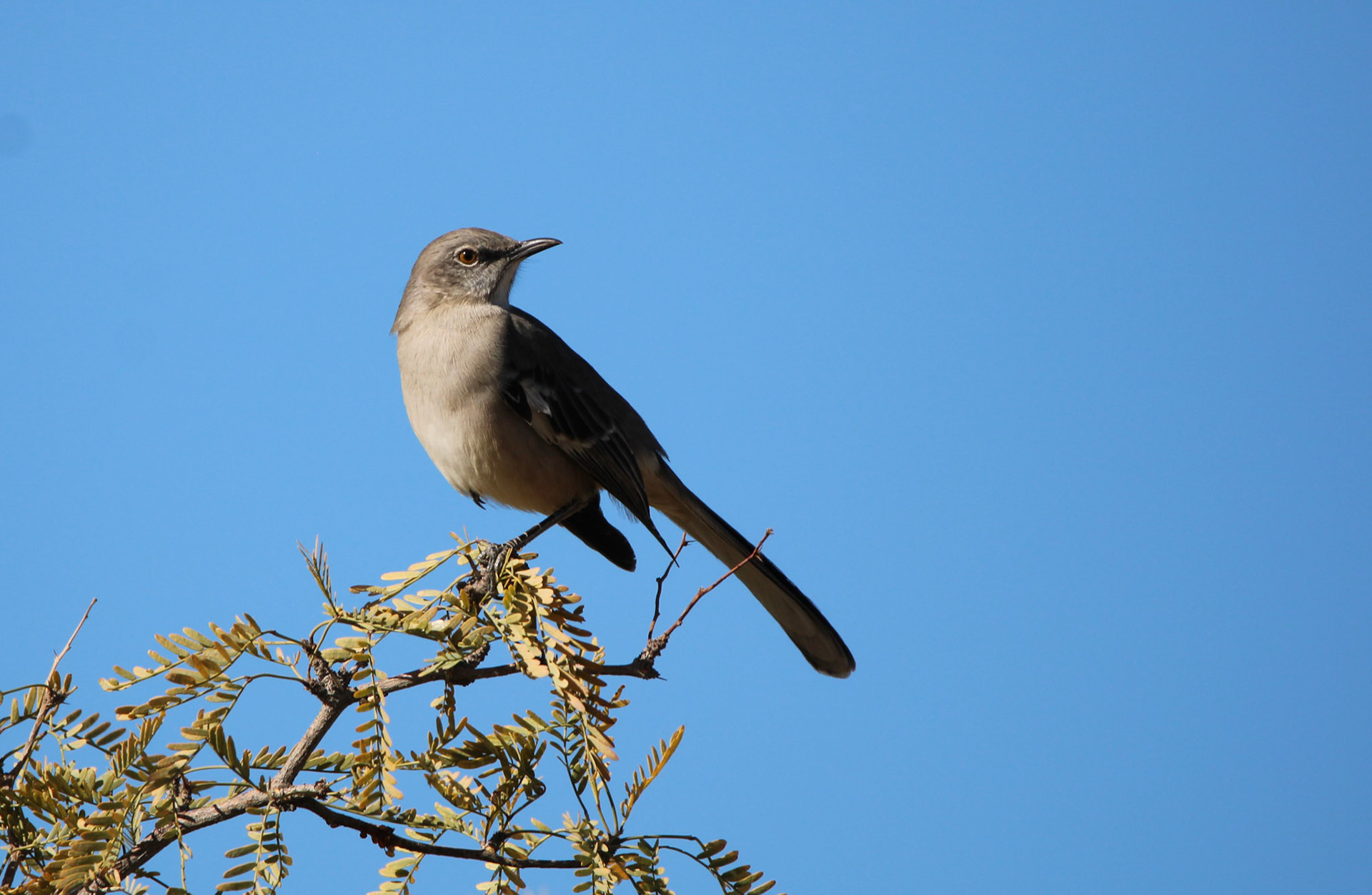 Northern Mockingbird