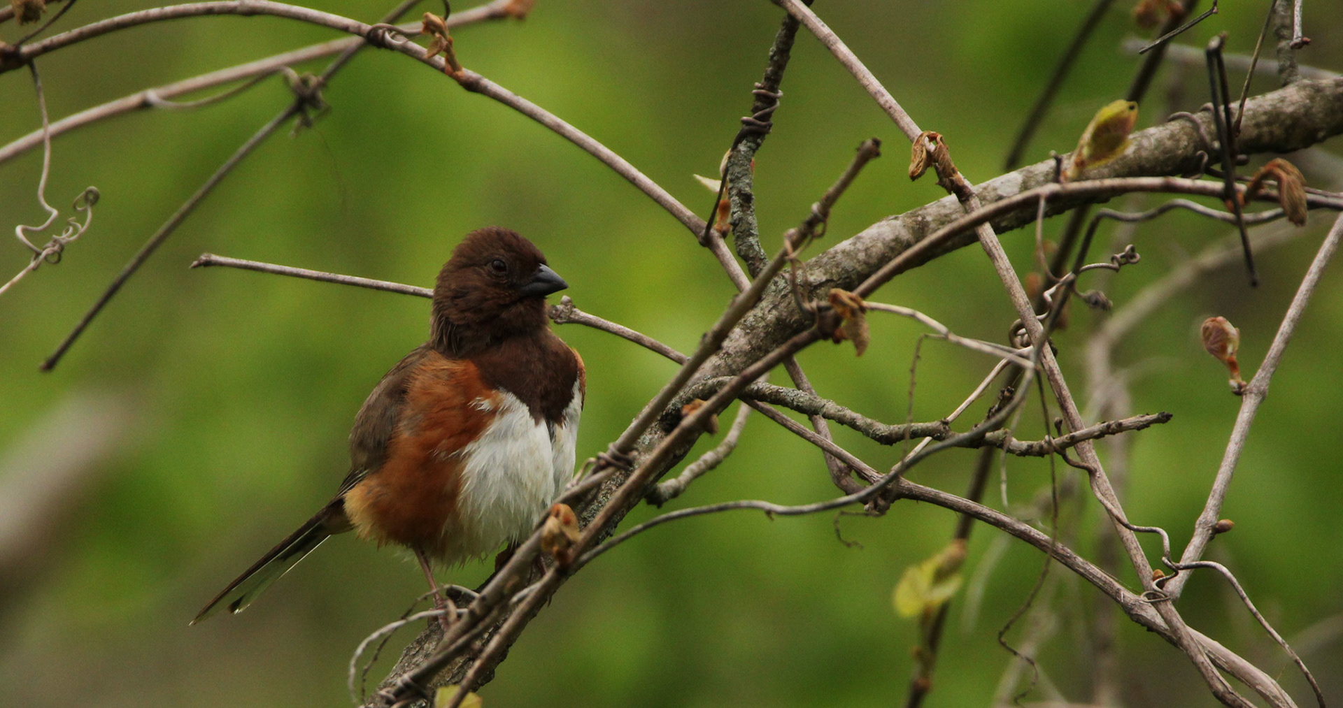 Eastern Towhee 