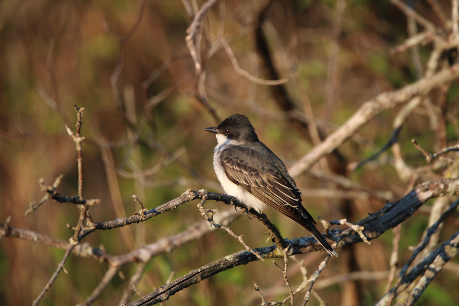 Eastern King Bird