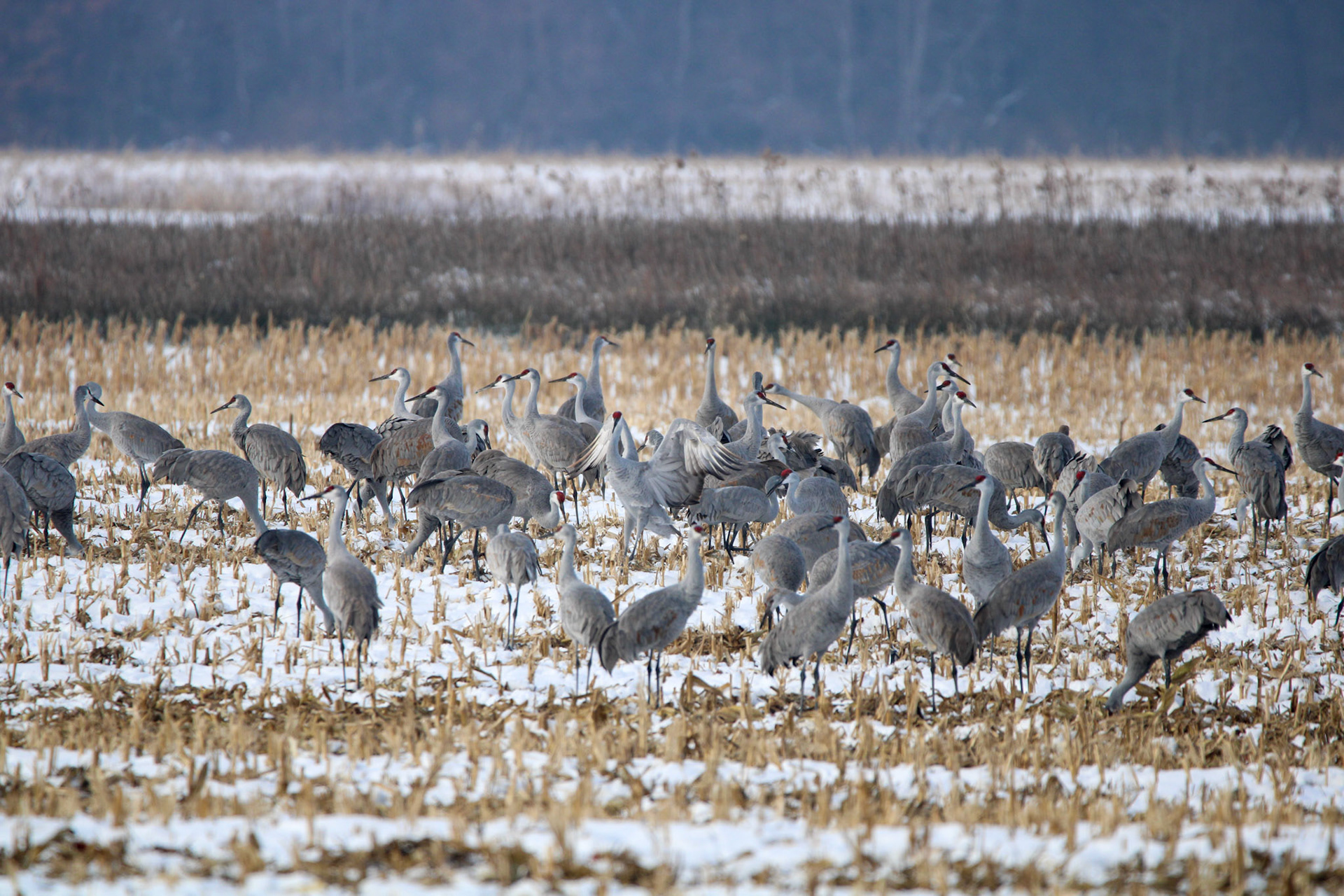 Sandhill Cranes