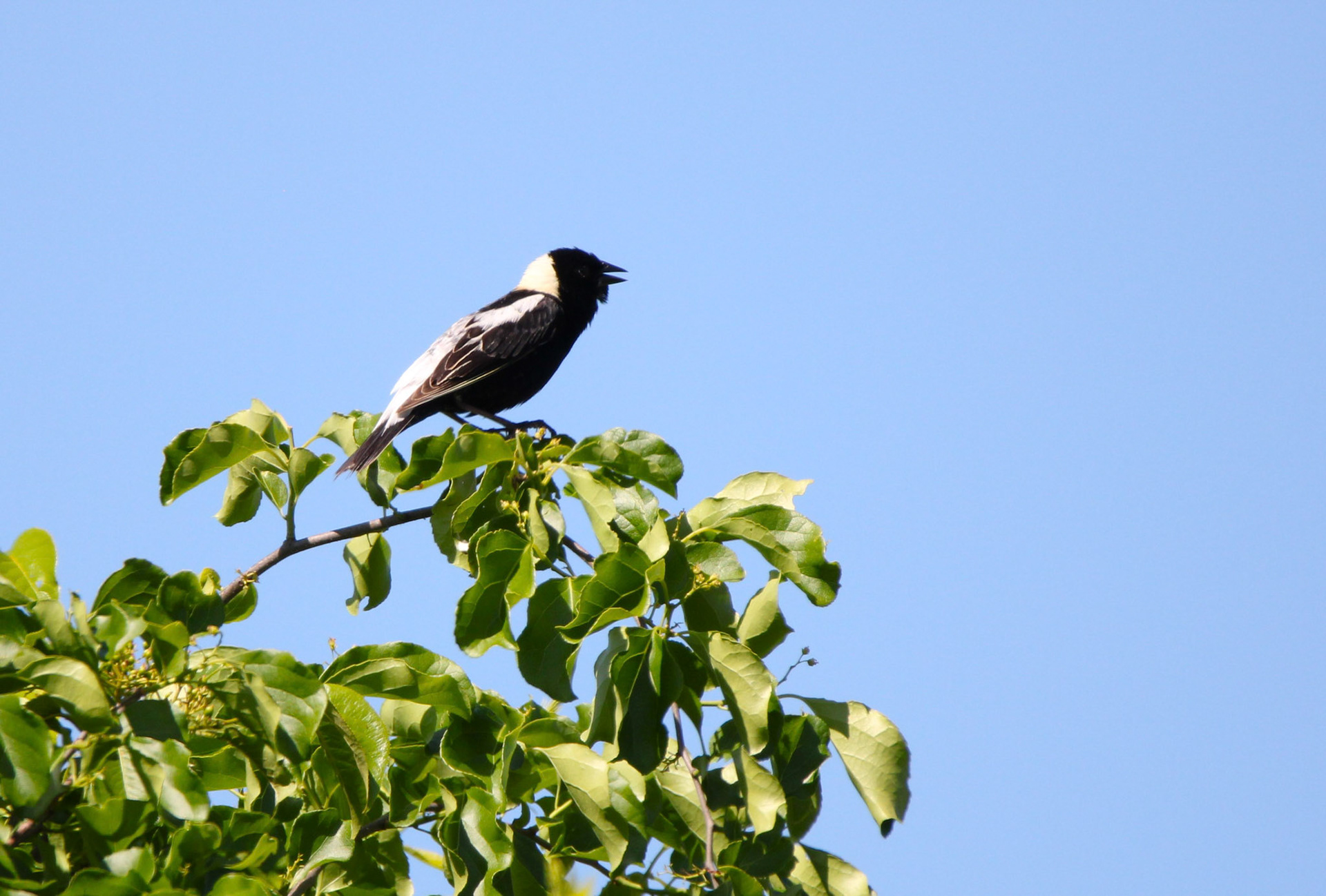 Bobolink