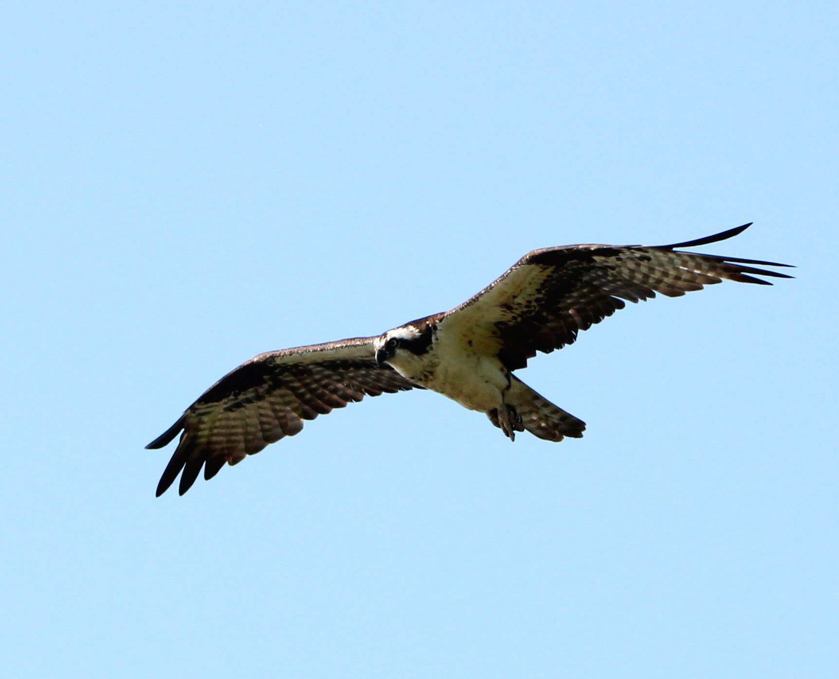 Osprey