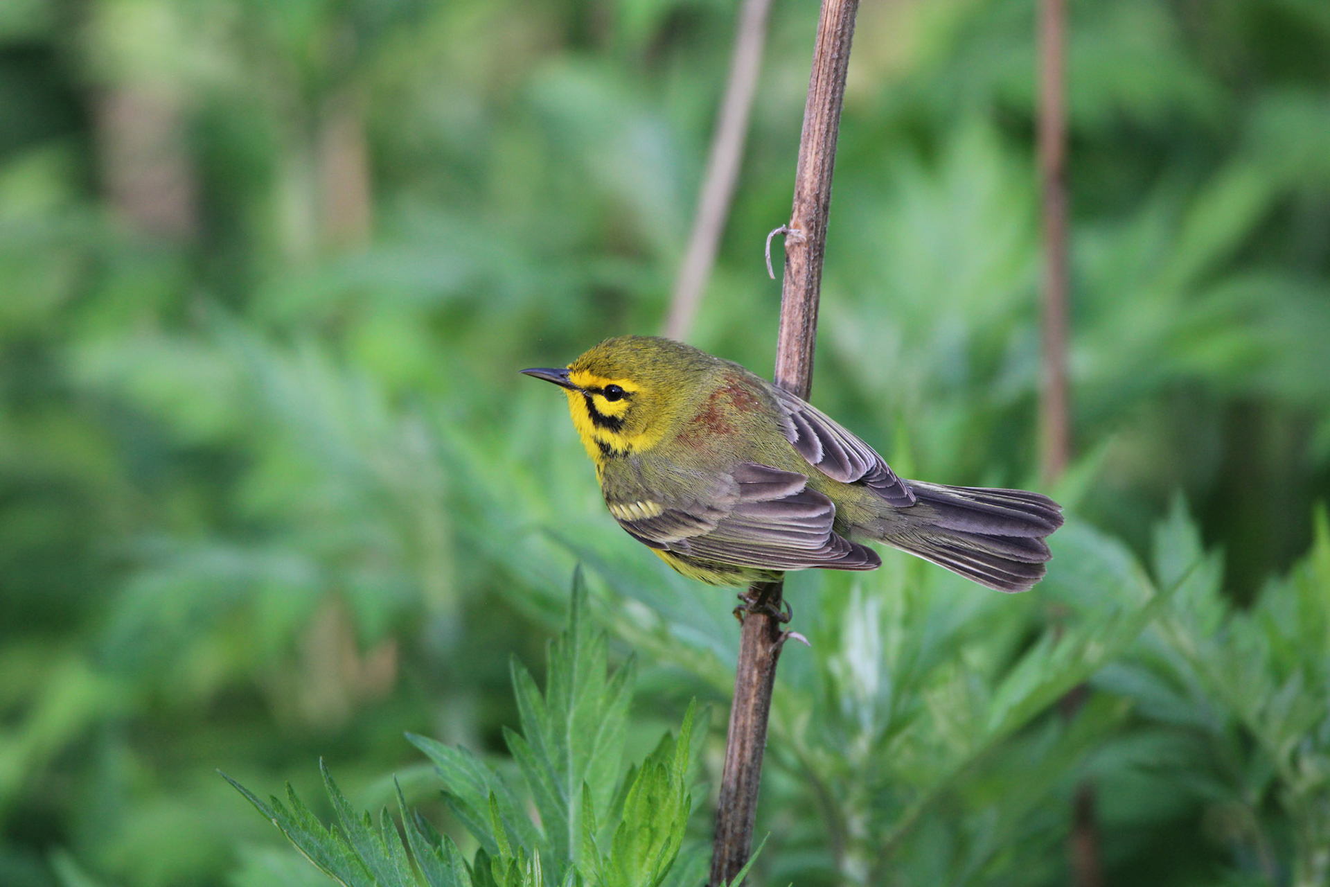 Prairie Warbler