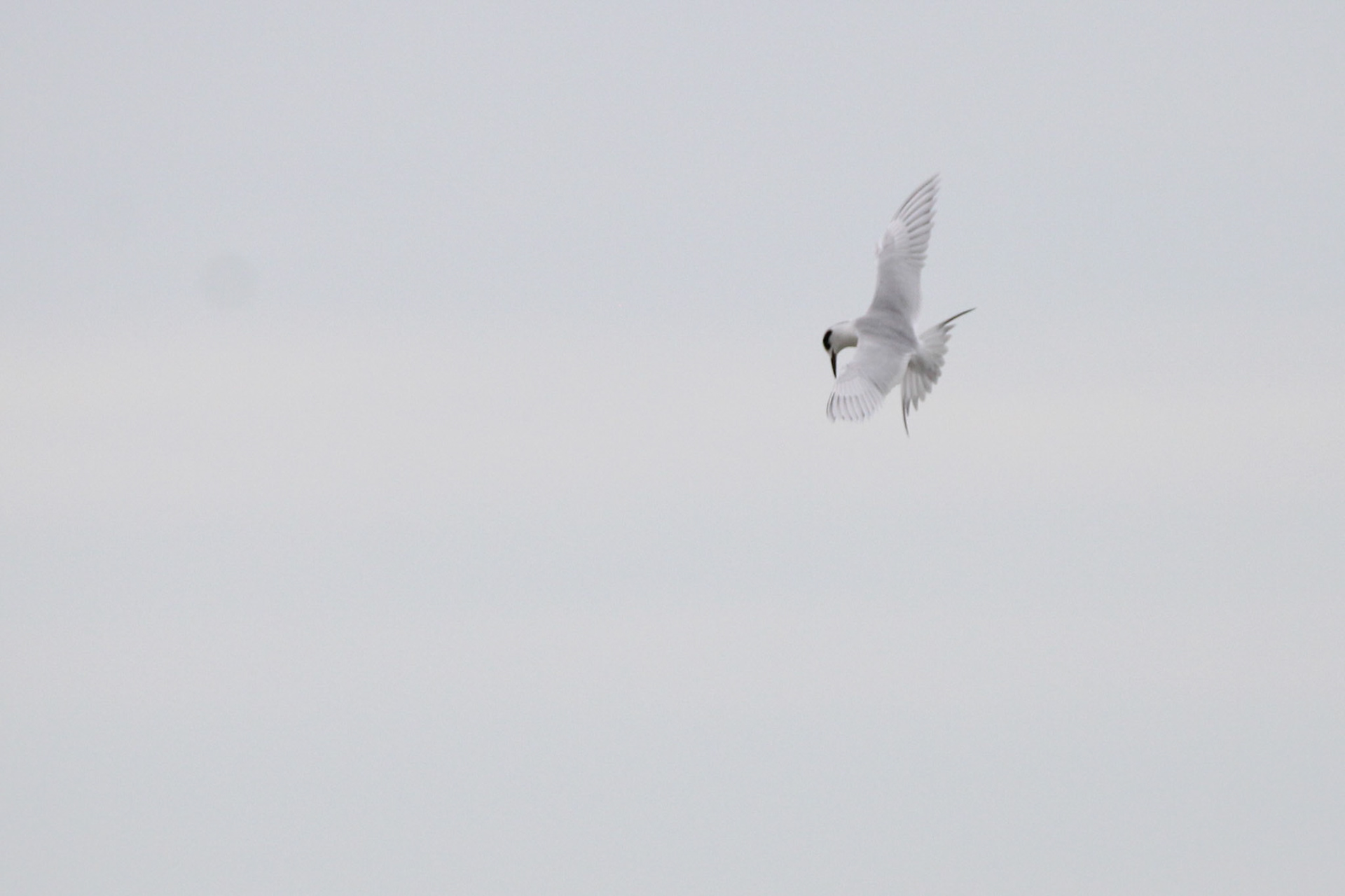 Forster's Tern