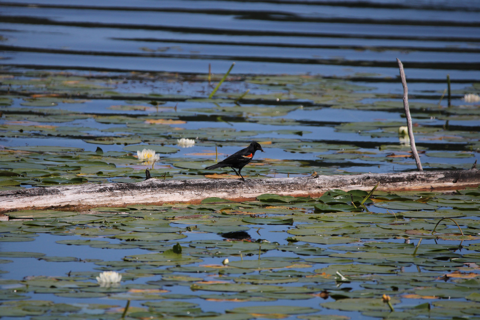 Red-winged Blackbird