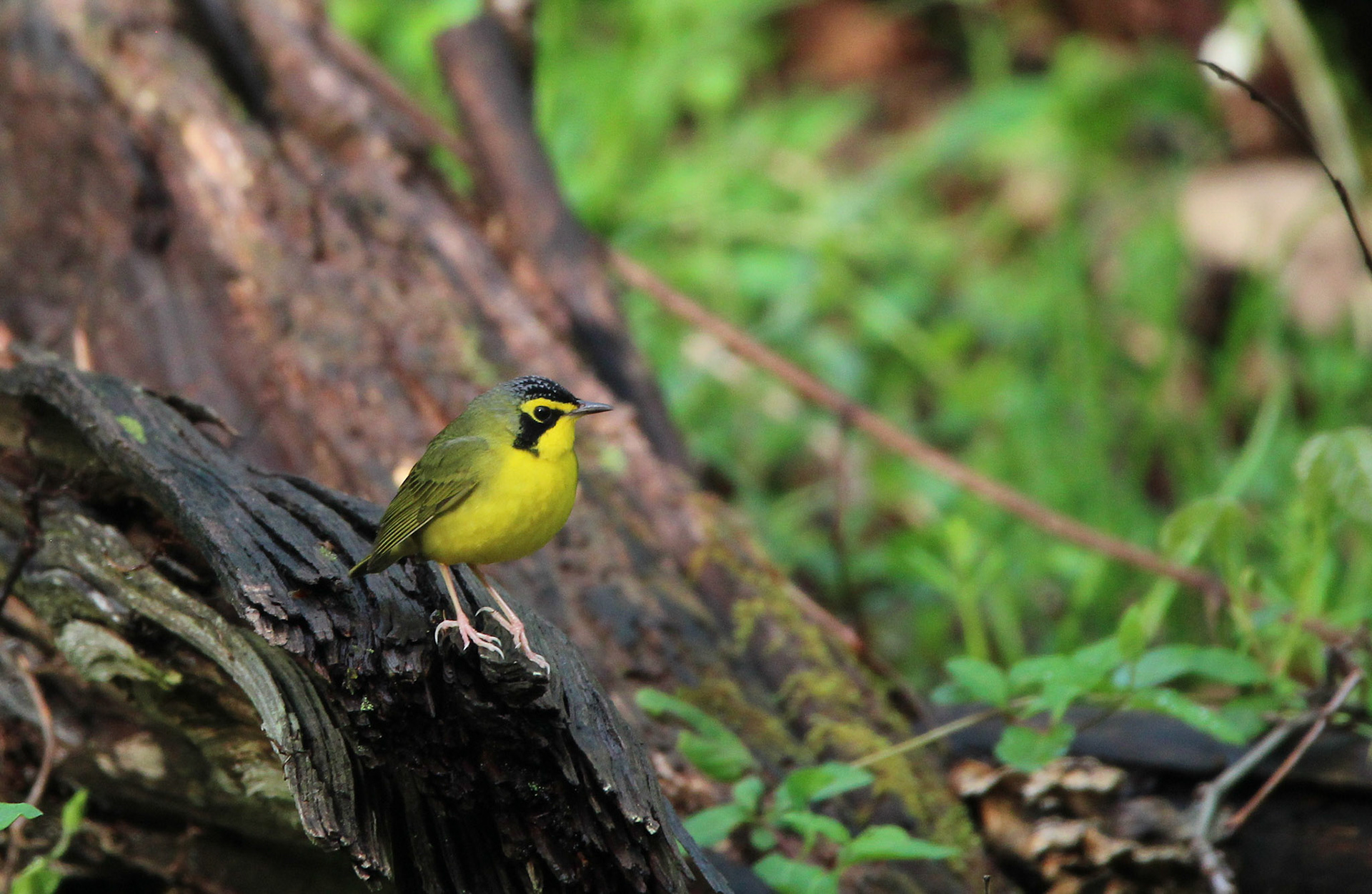 Kentucky Warbler