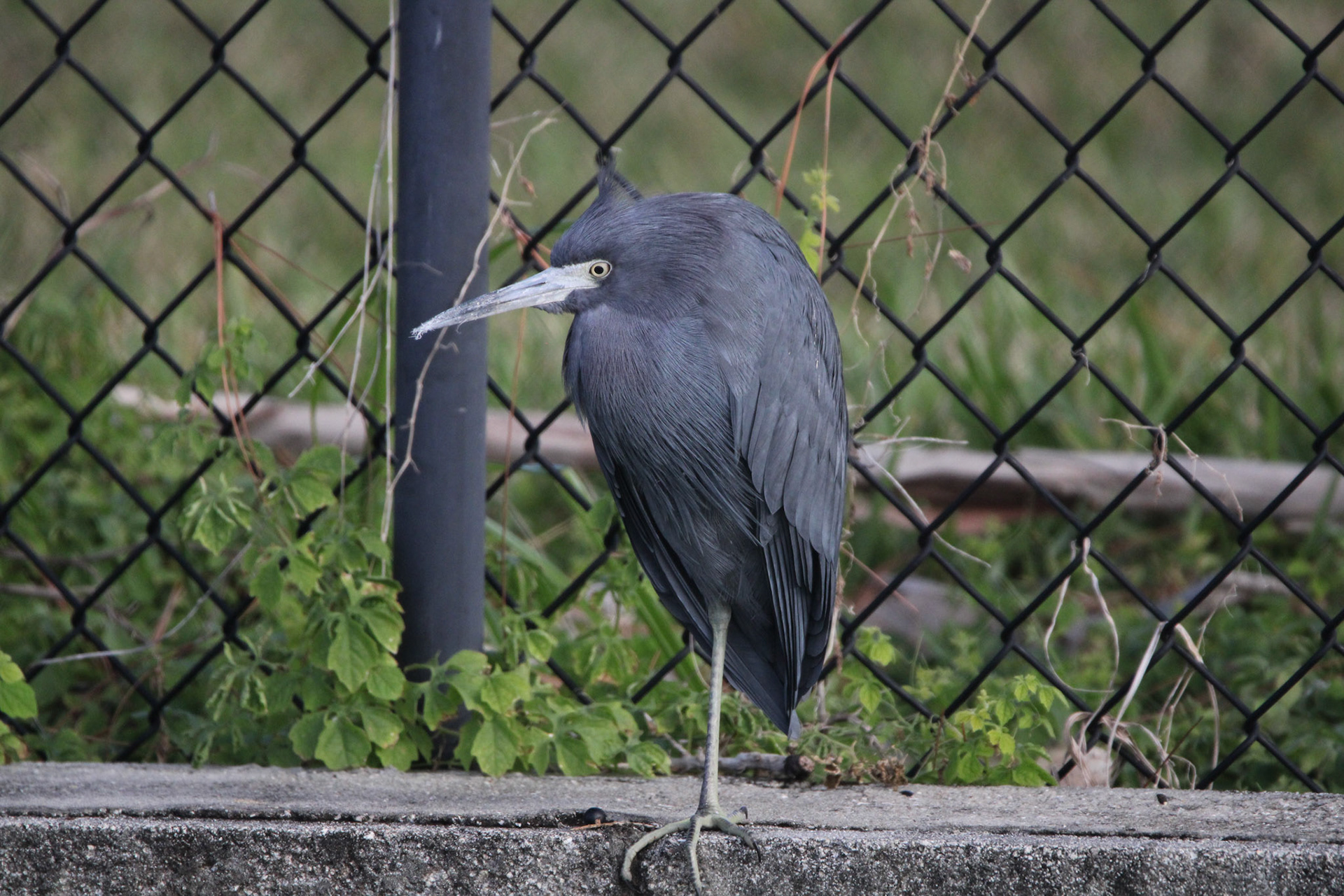Little Blue Heron