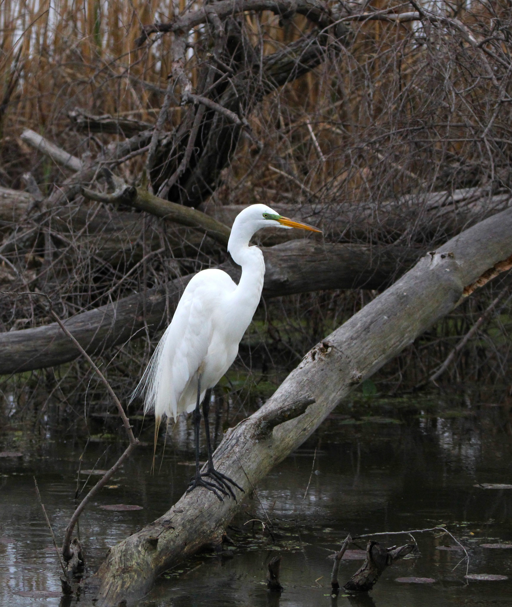 Great Egret