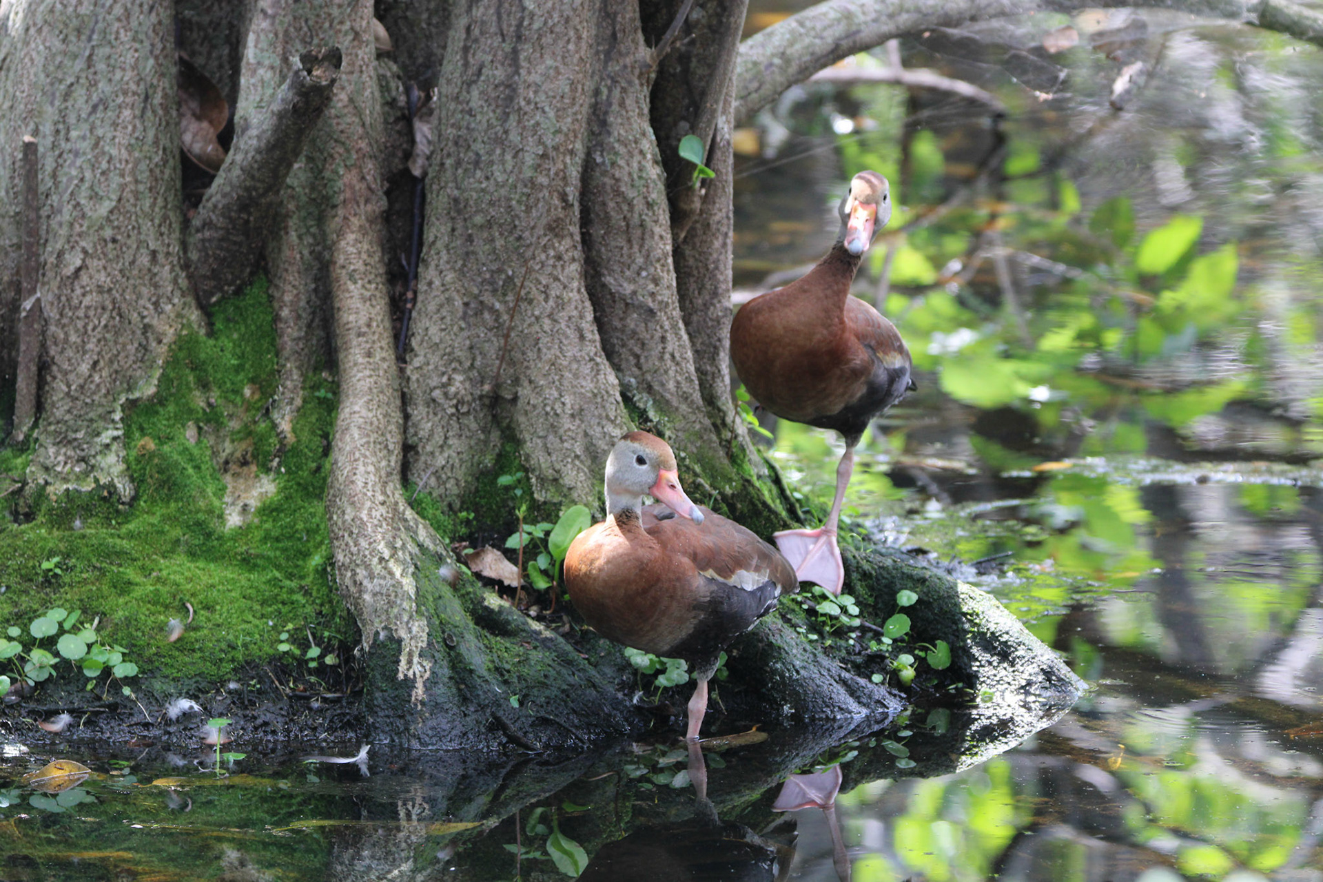 Black-bellied Whistling Duck - Wakodahatchee Wetlands