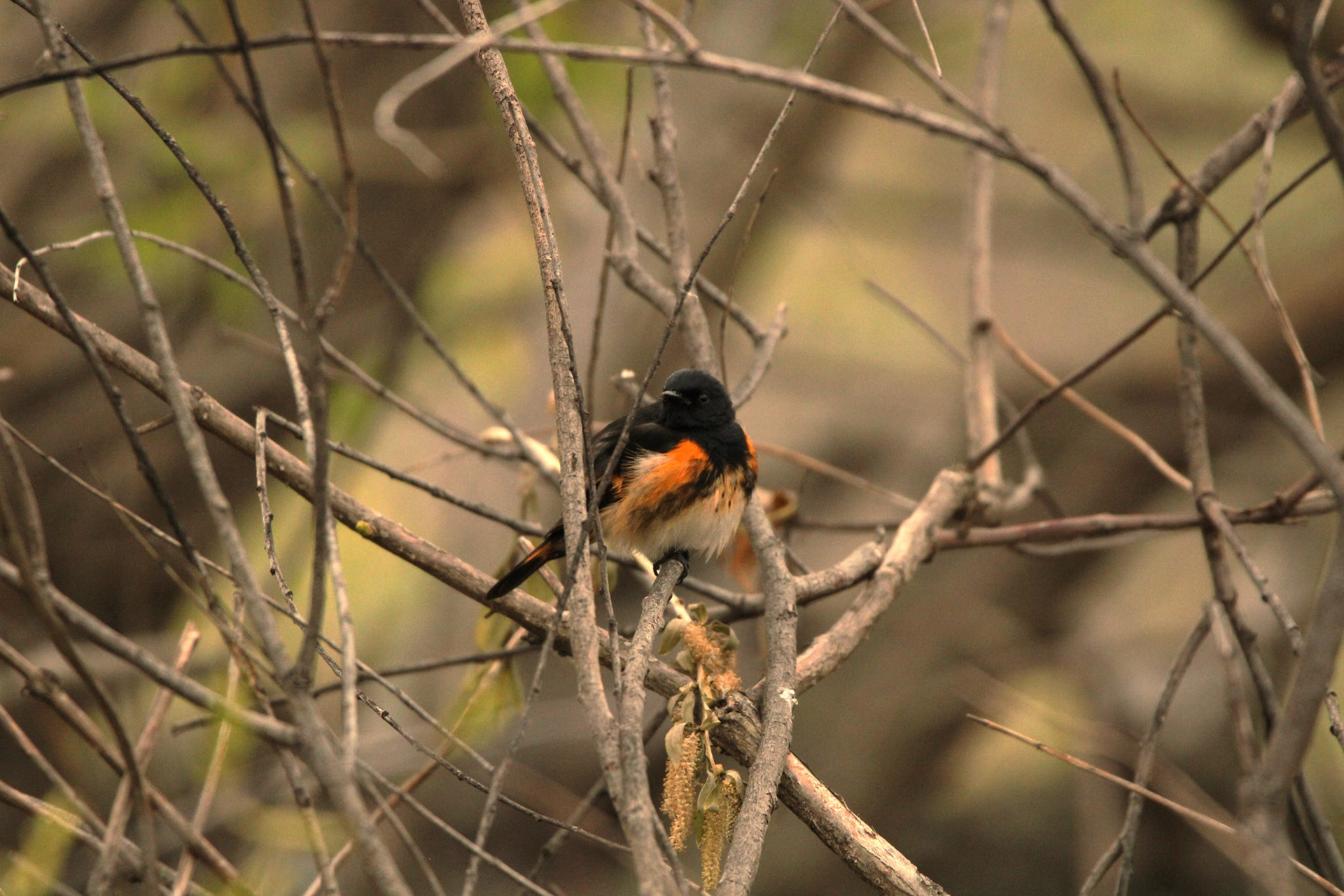 American Redstart