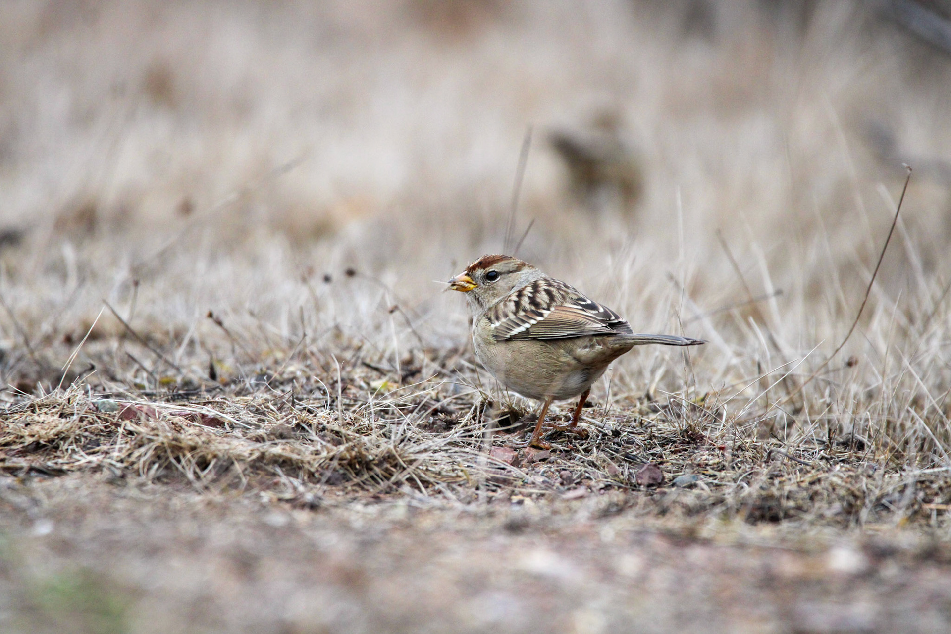 White-crowned Sparrow - Rodeo Lagoon