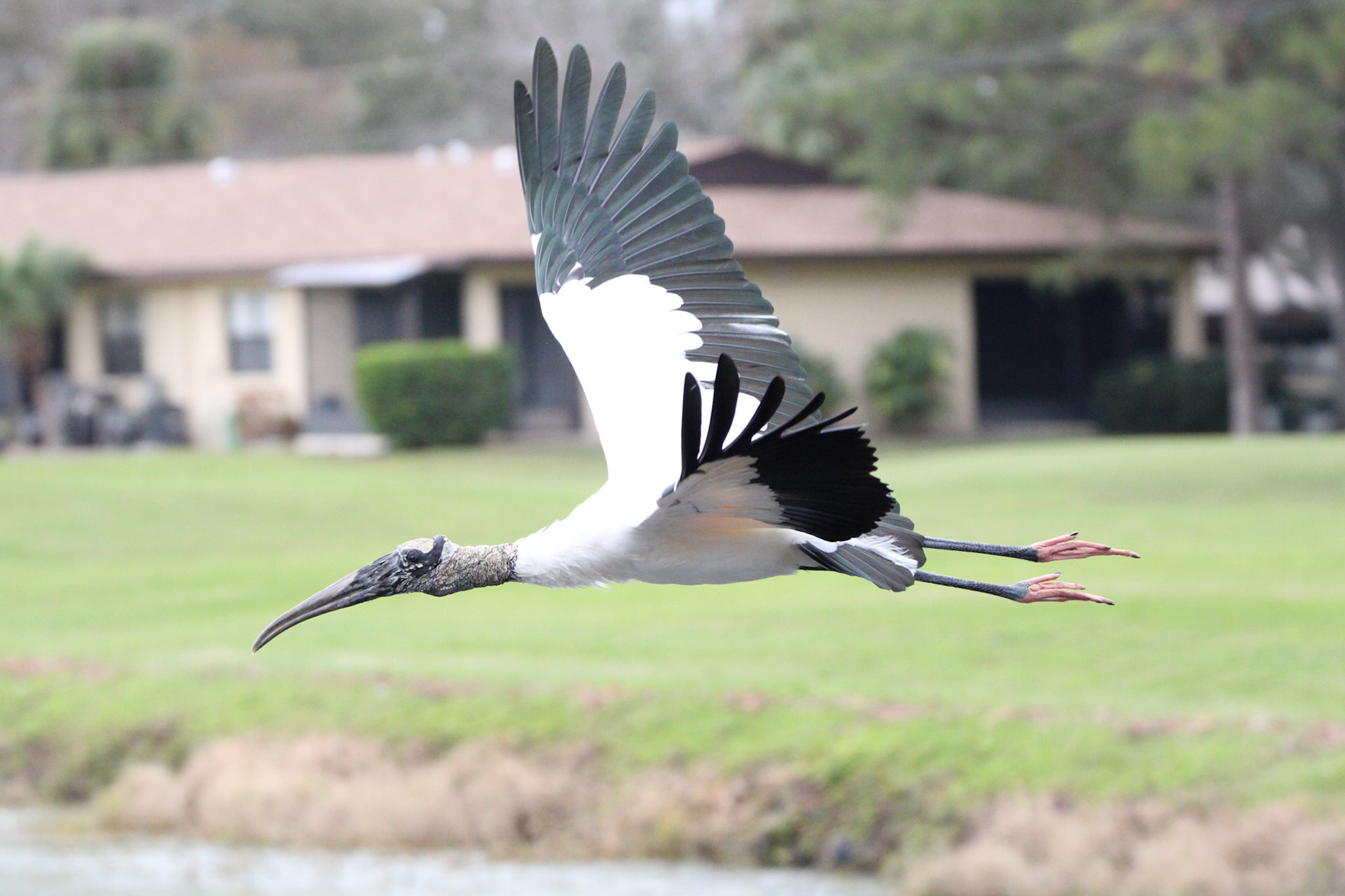 Wood Stork