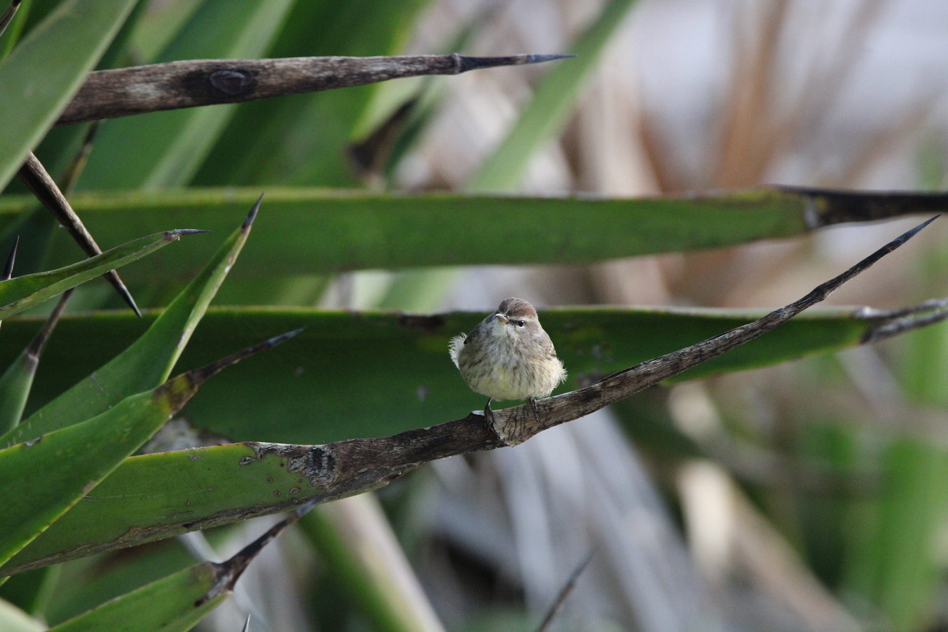 Palm Warbler