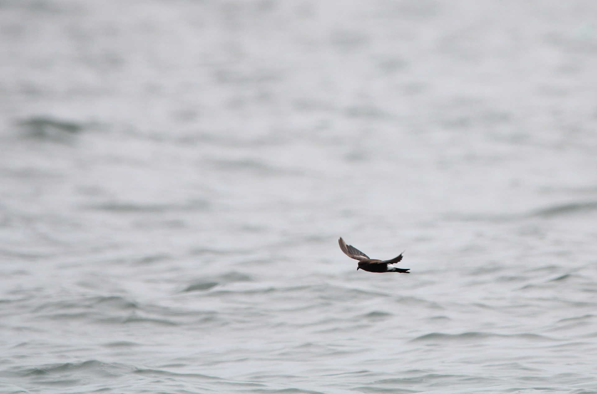 Wilson's Storm Petrel