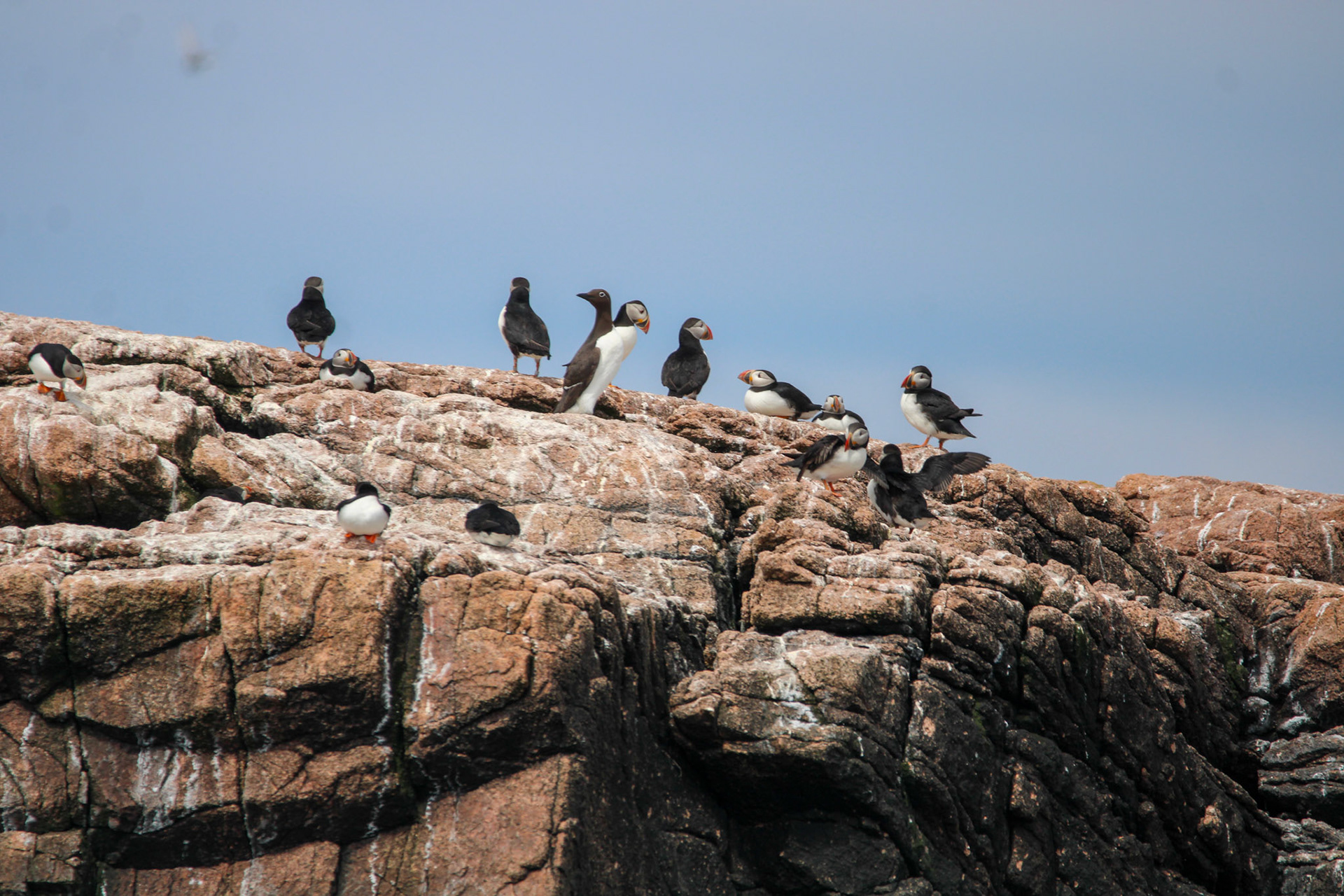 Atlantic Puffin &amp; Common Murre