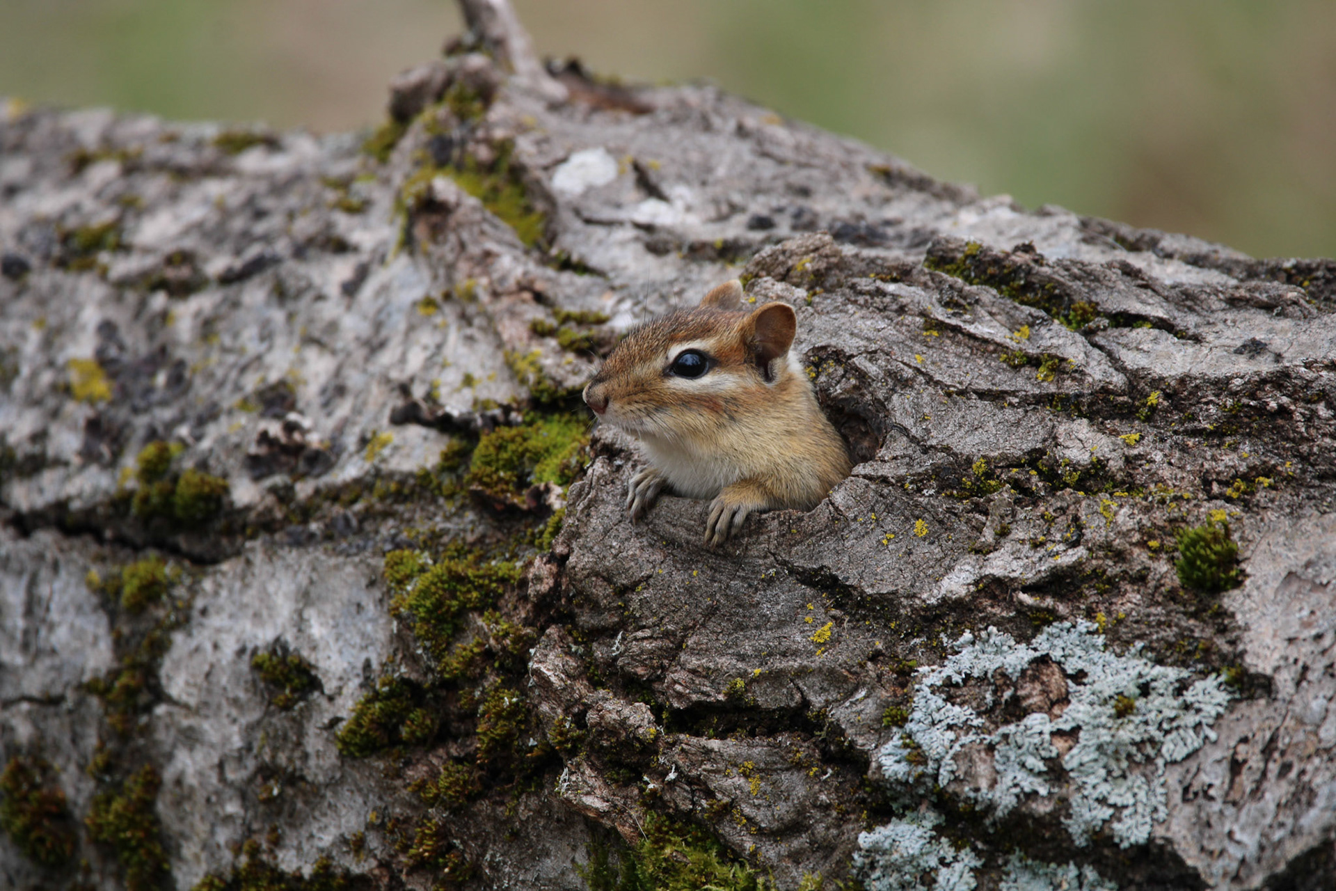 Eastern Chipmunk