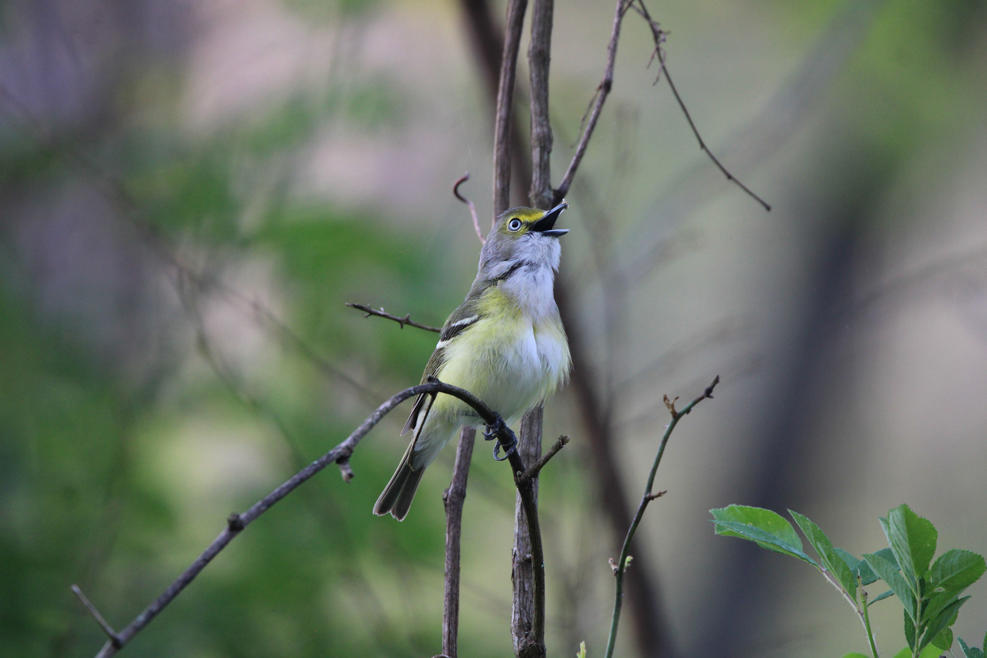 White-eyed Vireo