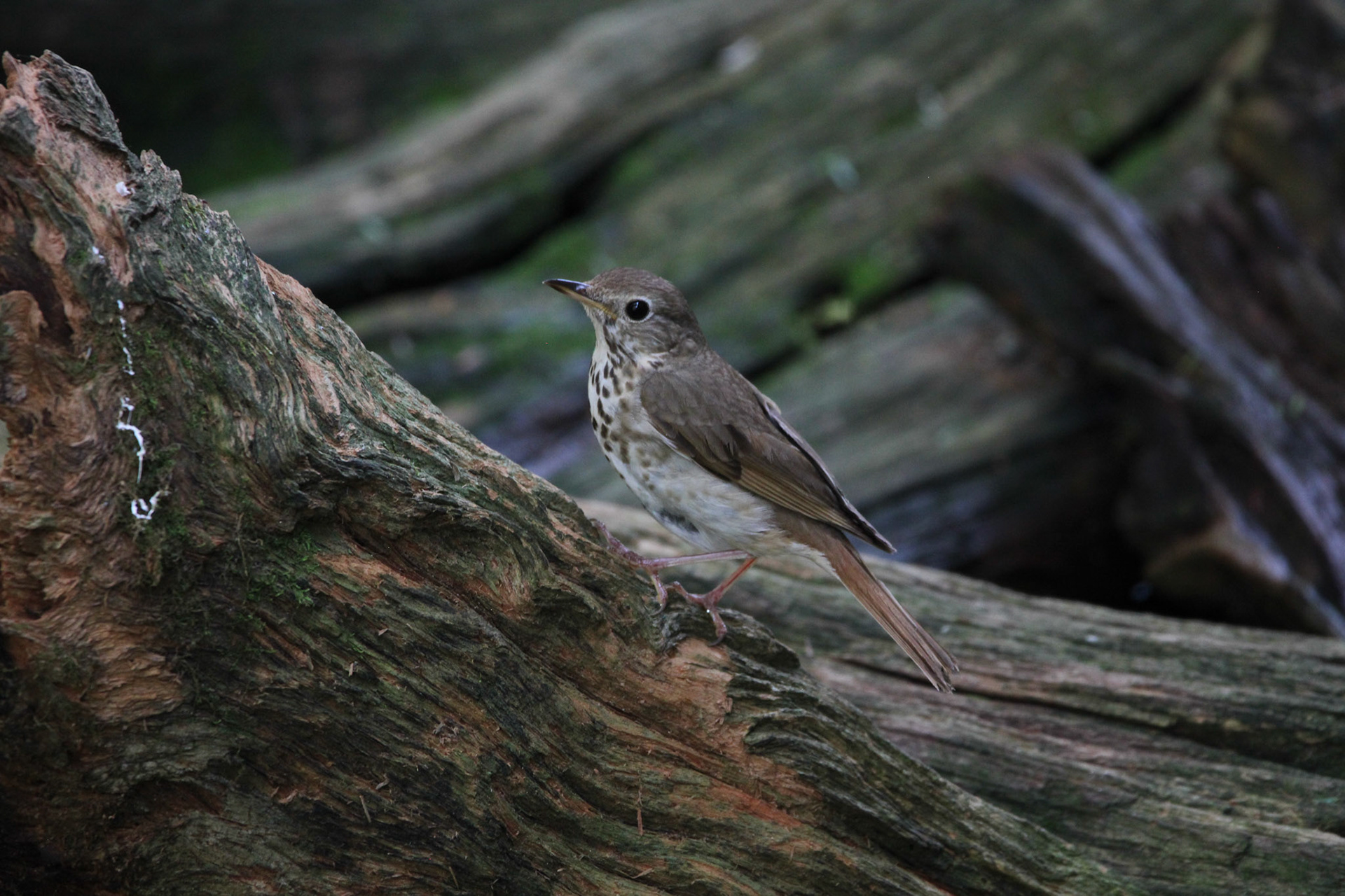 Hermit Thrush - Hartwick Pines State Park