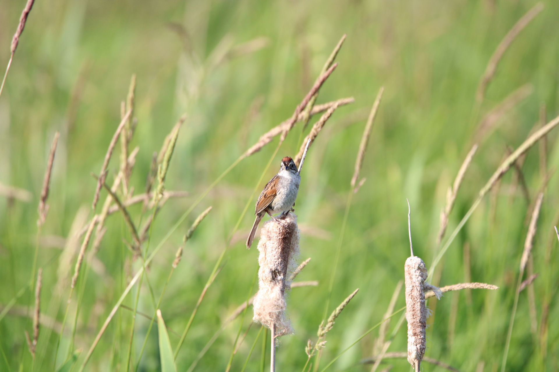 Swamp Sparrow