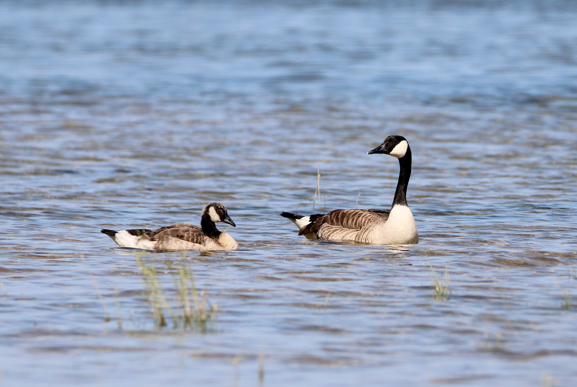 Canada Goose
