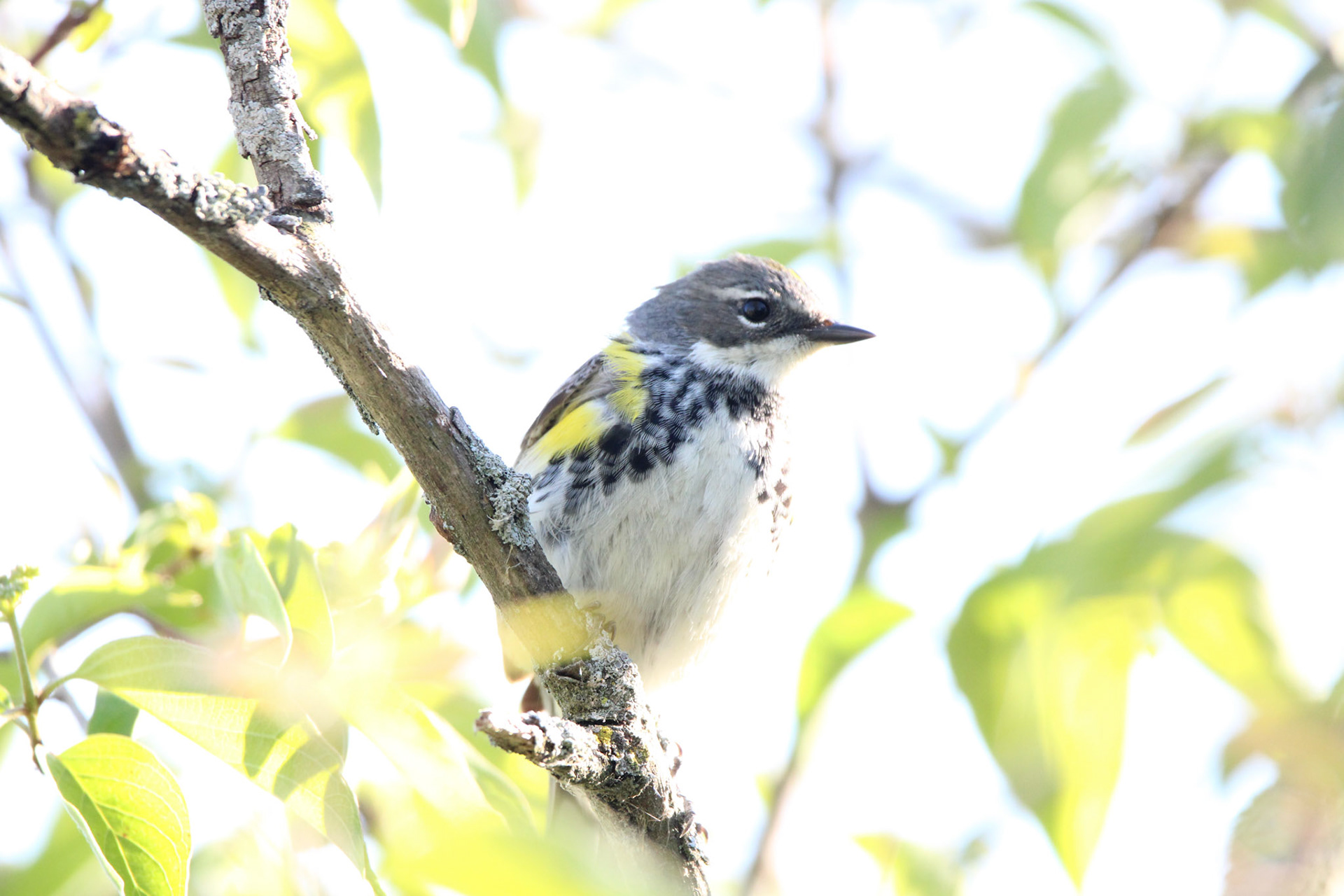 Yellow-rumped Warbler