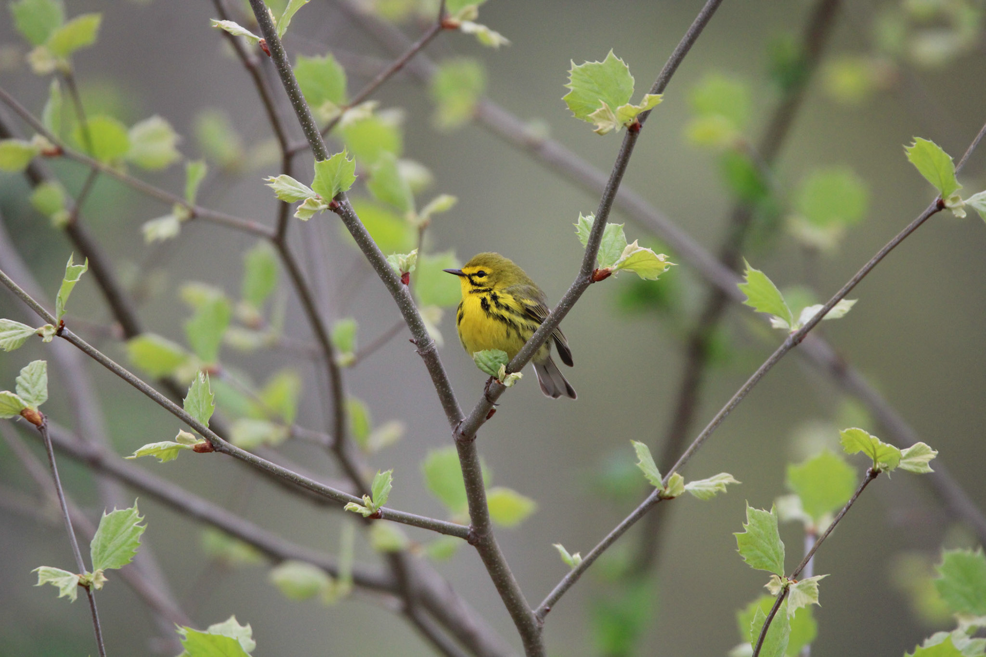 Prairie Warbler