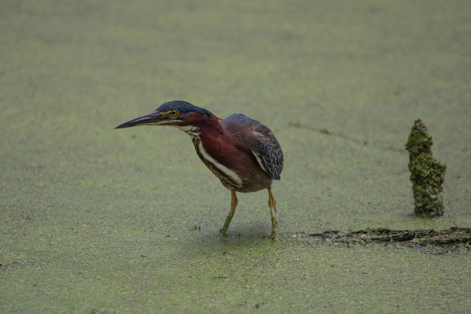 Green Heron