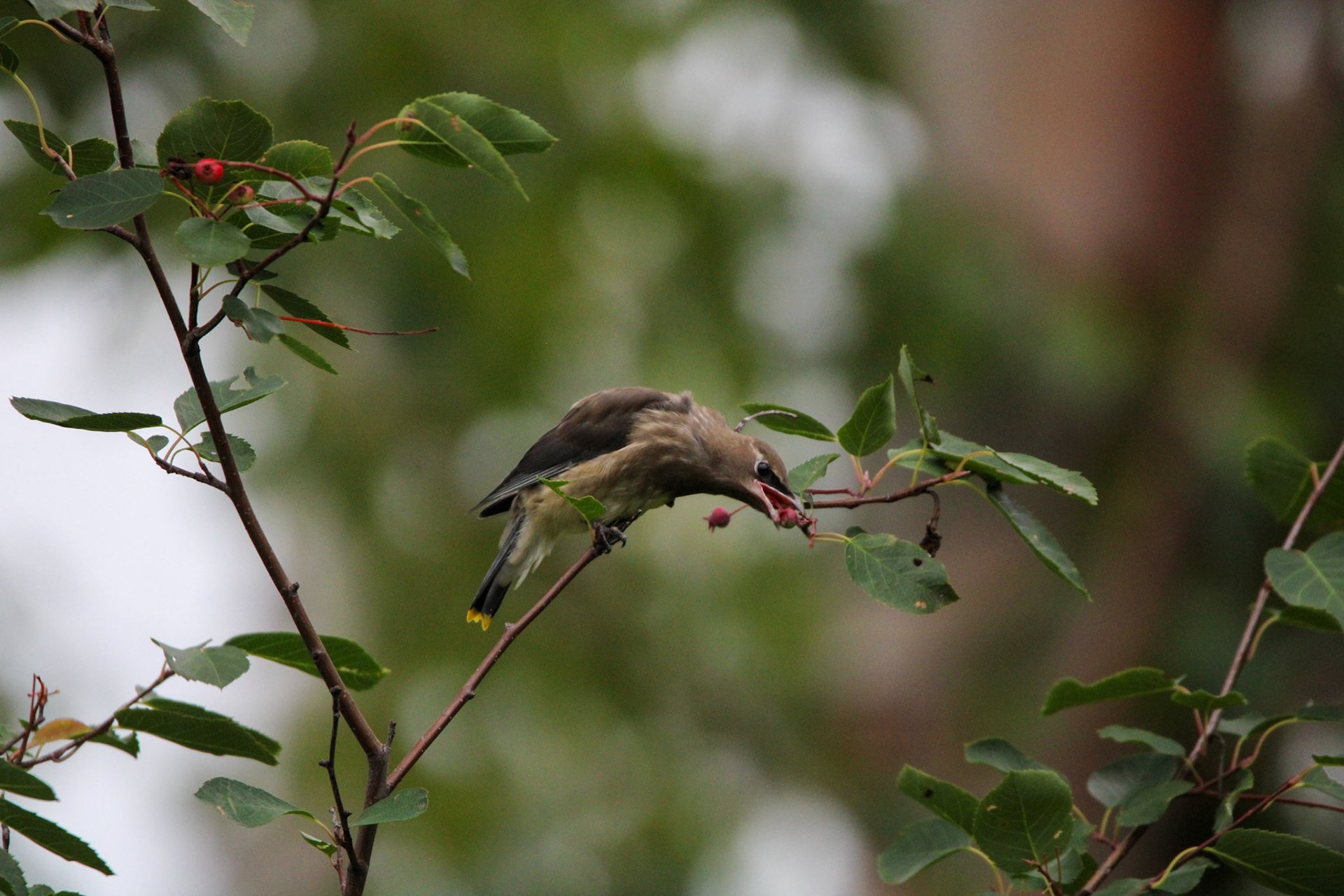 Cedar Waxwing - Shipwreck Creek Campground