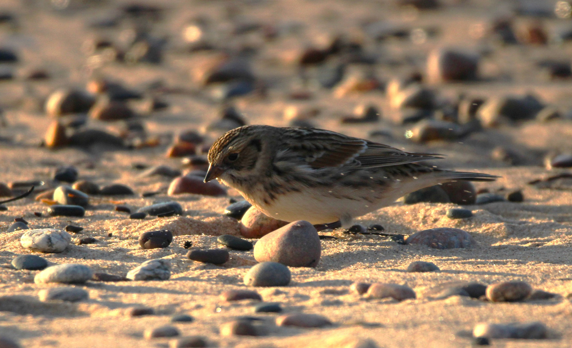 Lapland Longspur
