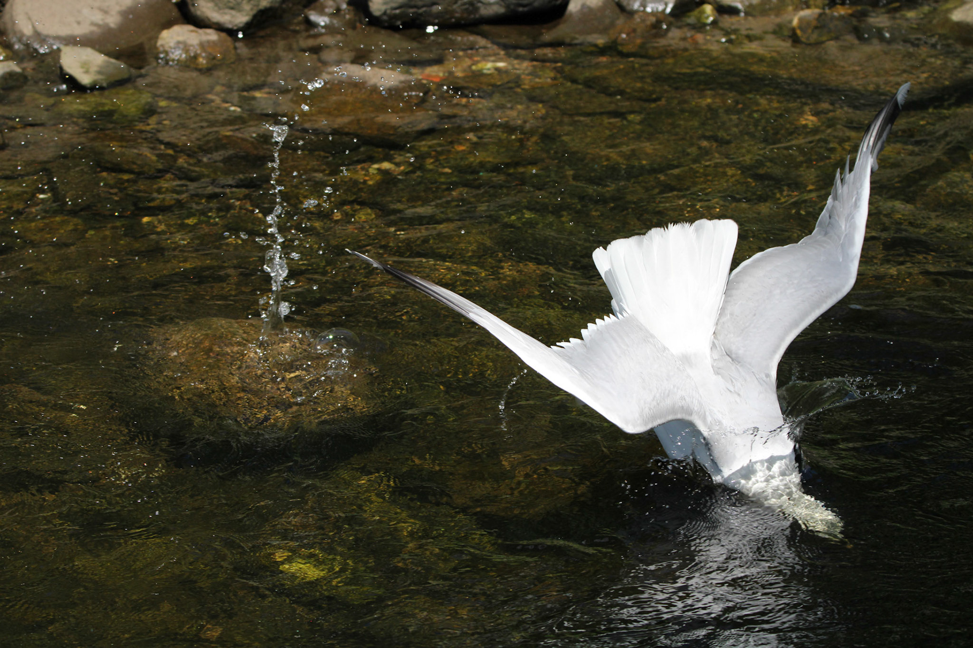 Herring Gull