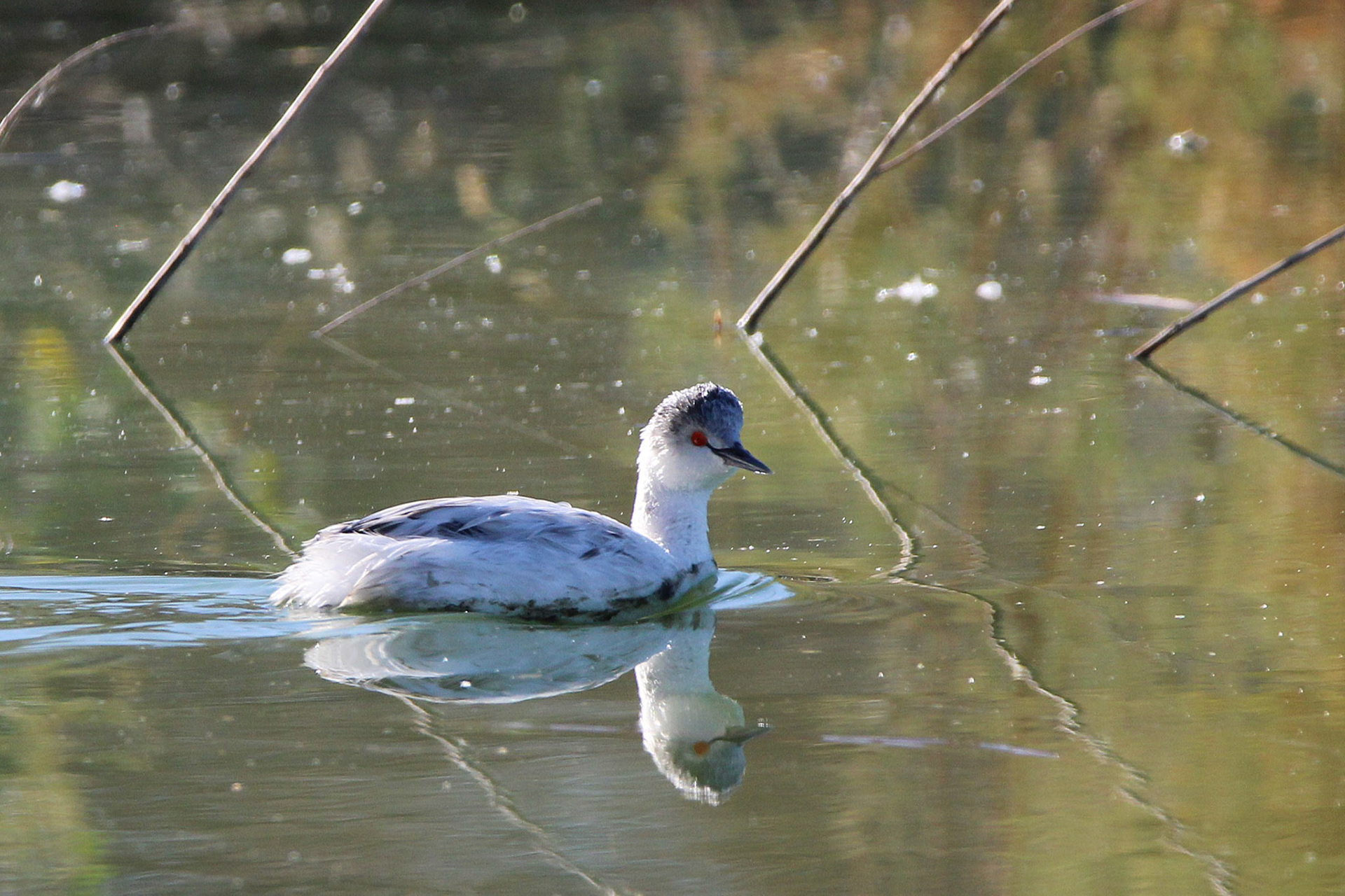 Leucistic Eared Grebe