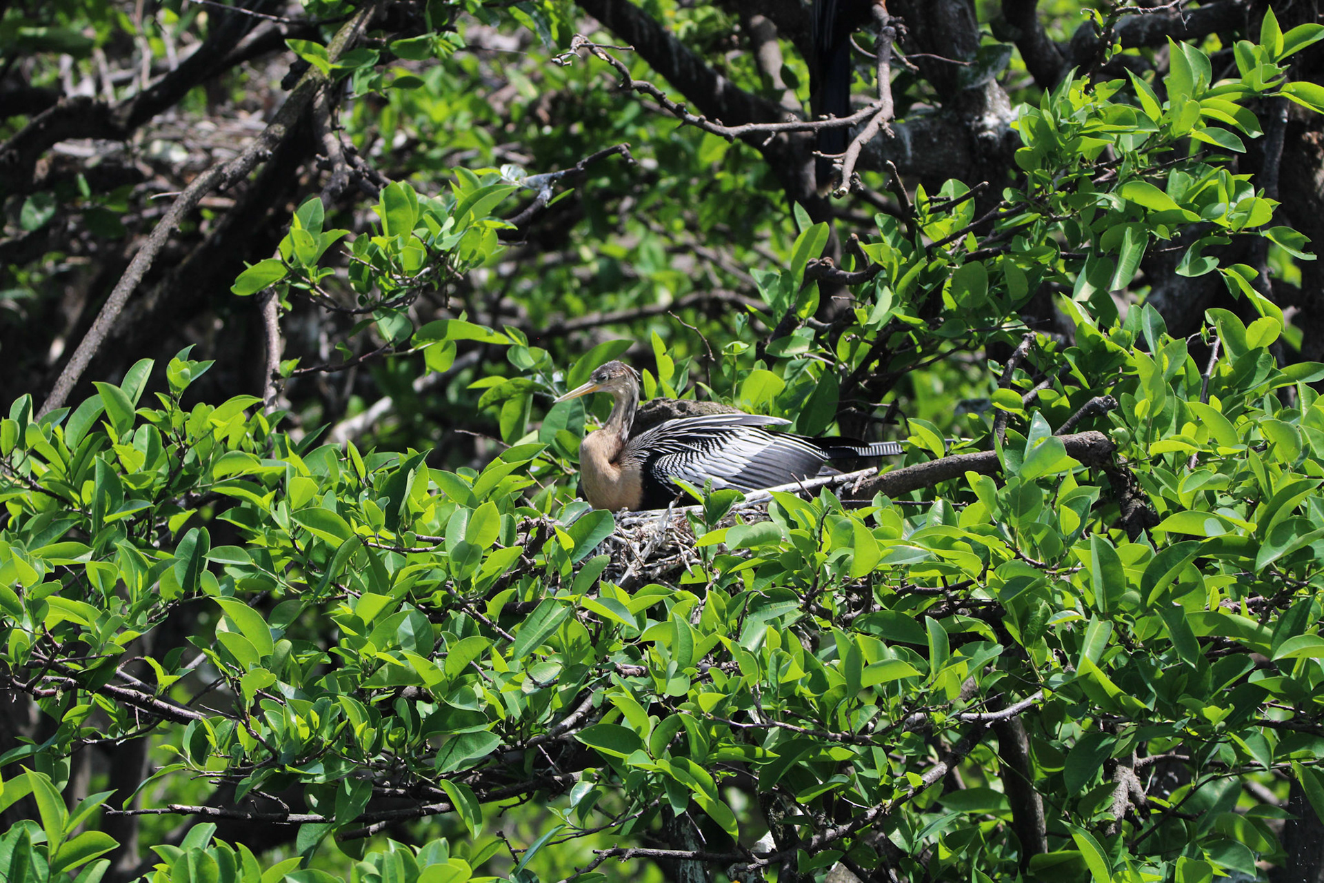 Anhinga - Wakodahatchee Wetlands