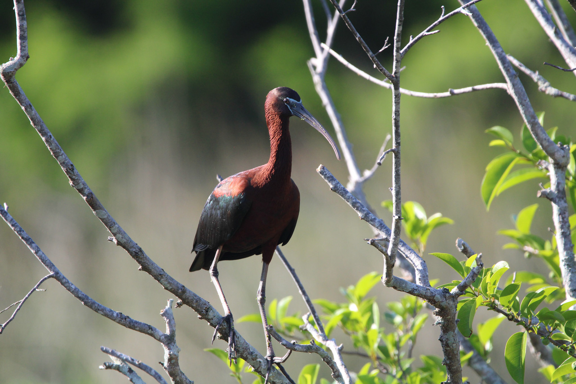 Glossy Ibis - Green Cay Wetlands