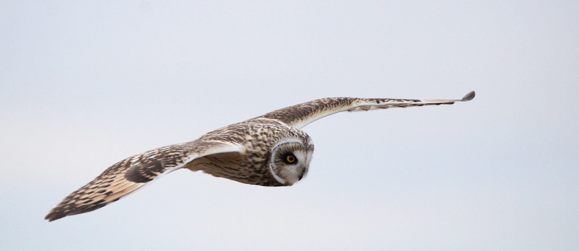 Short-eared Owl