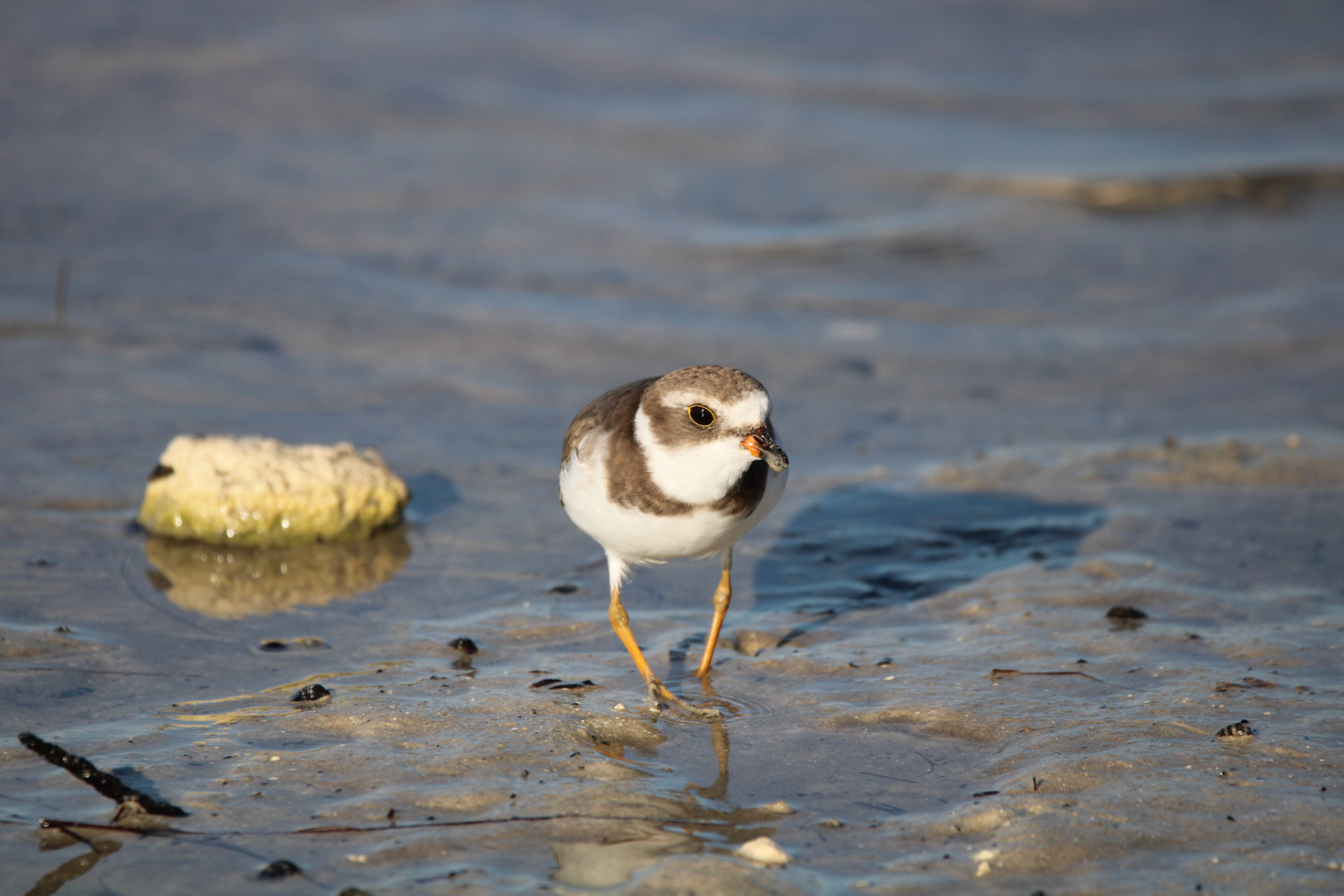 Semipalmated Plover