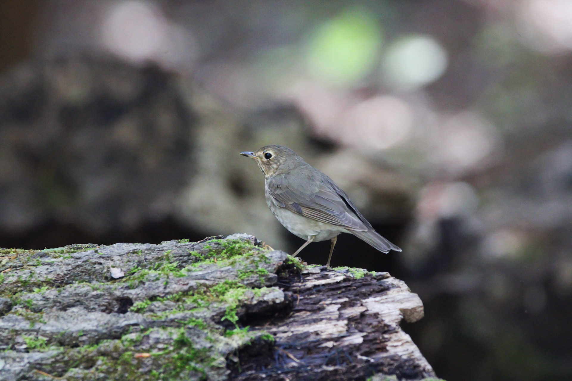Swainson's Thrush?