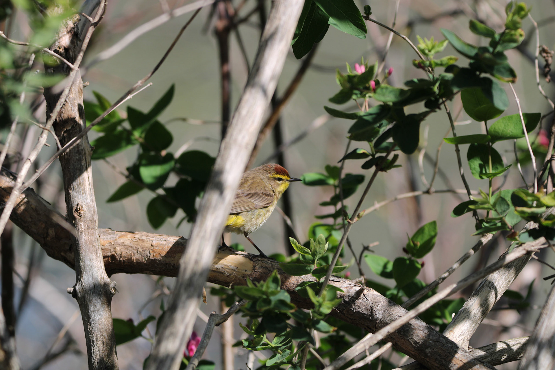 Palm Warbler