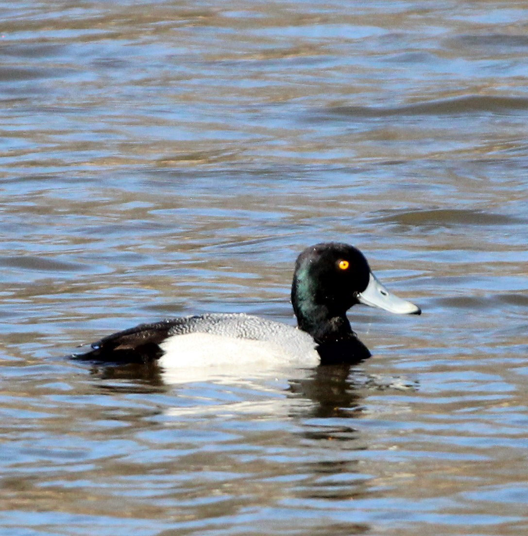 Greater Scaup