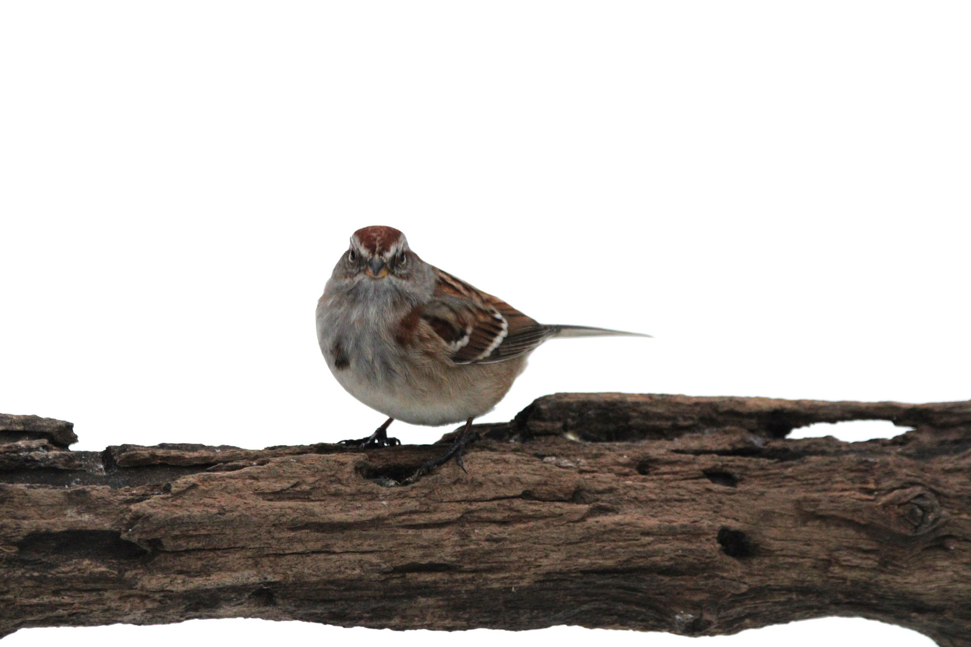 American Tree Sparrow