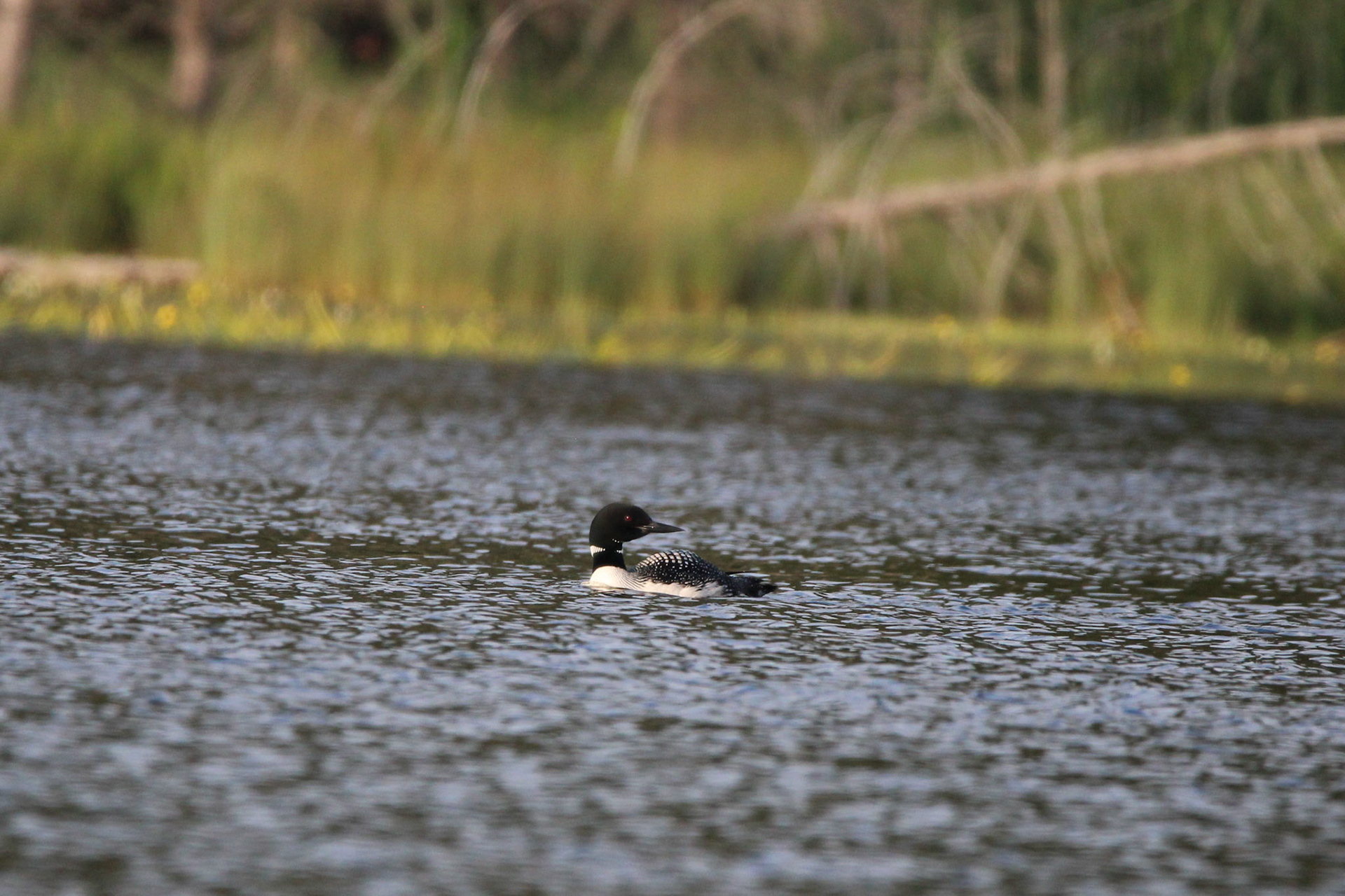 Common Loon