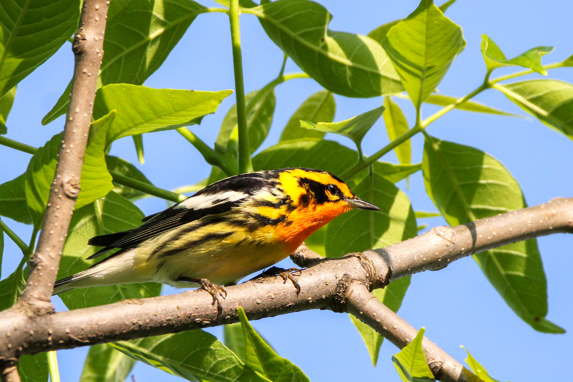 Blackburnian Warbler
