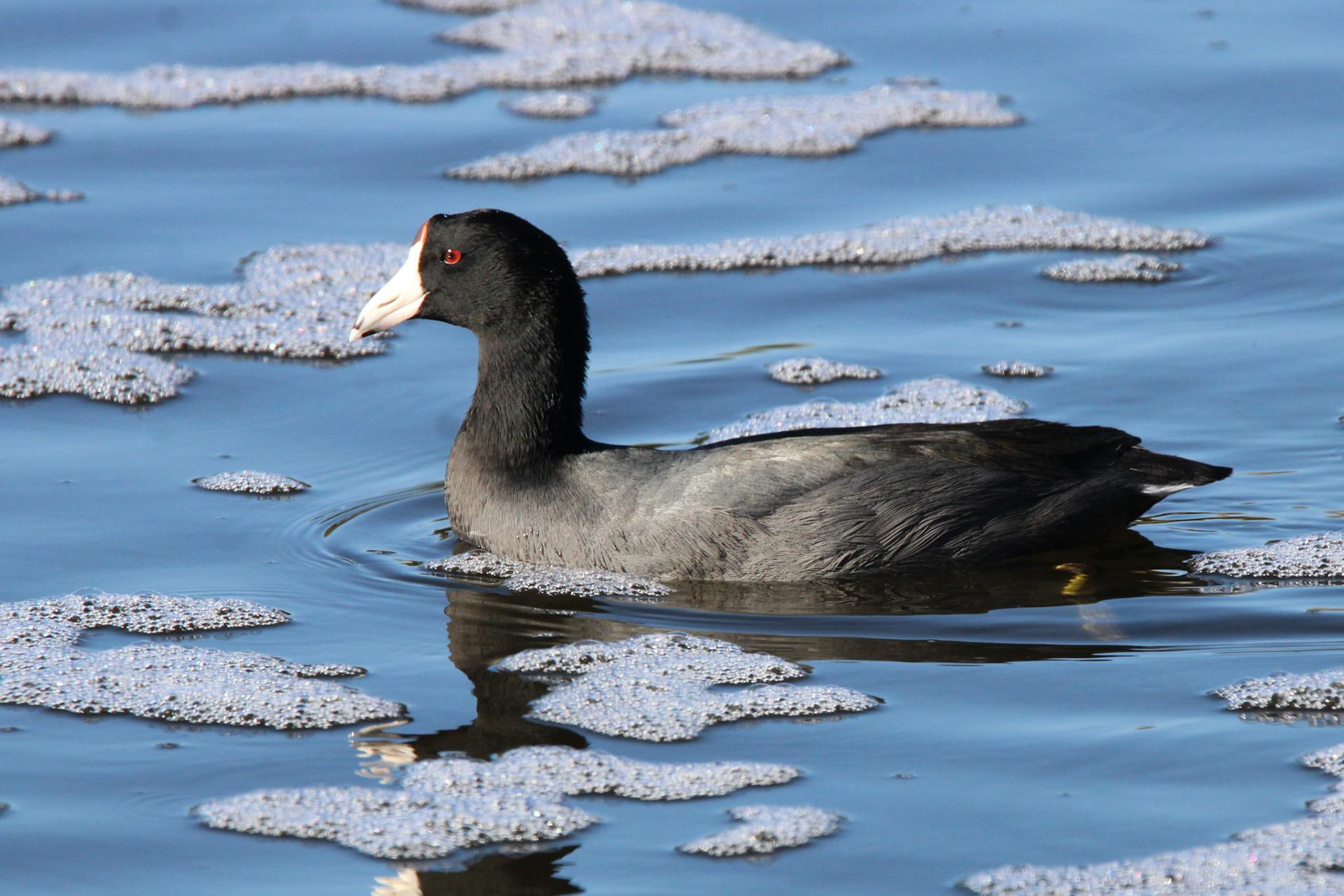 American Coot