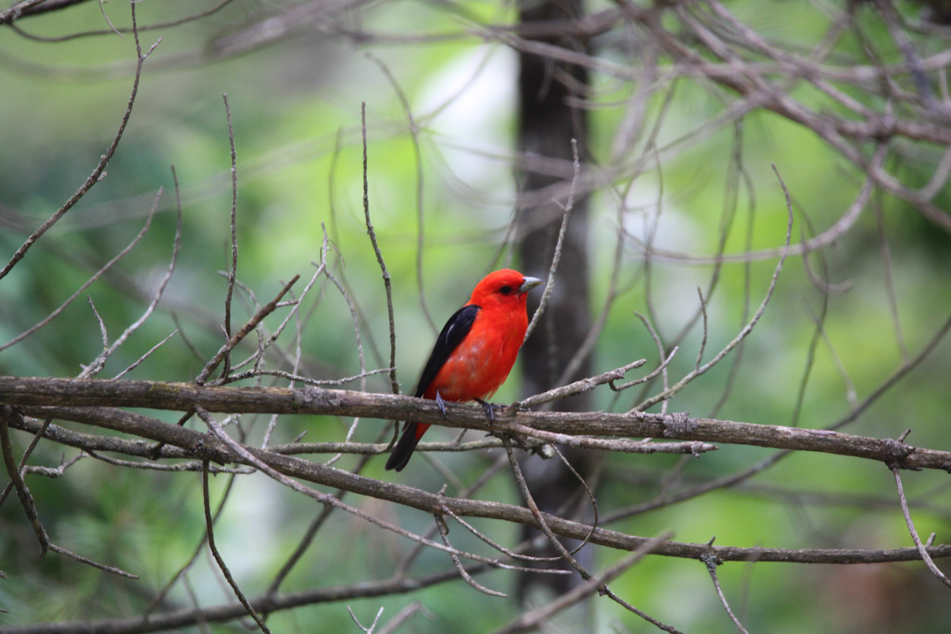 Scarlet Tanager