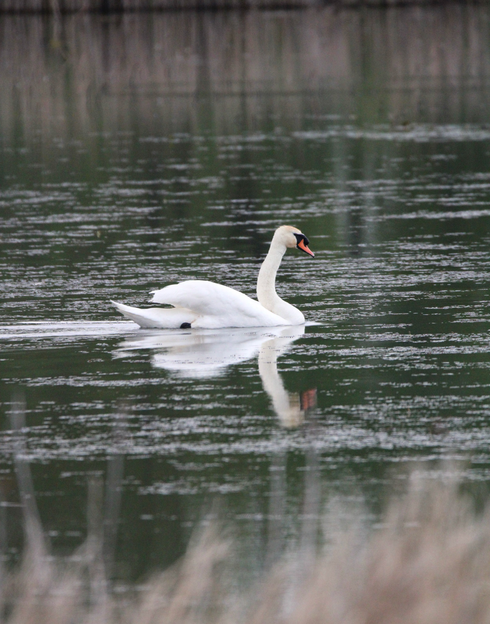 Mute Swan