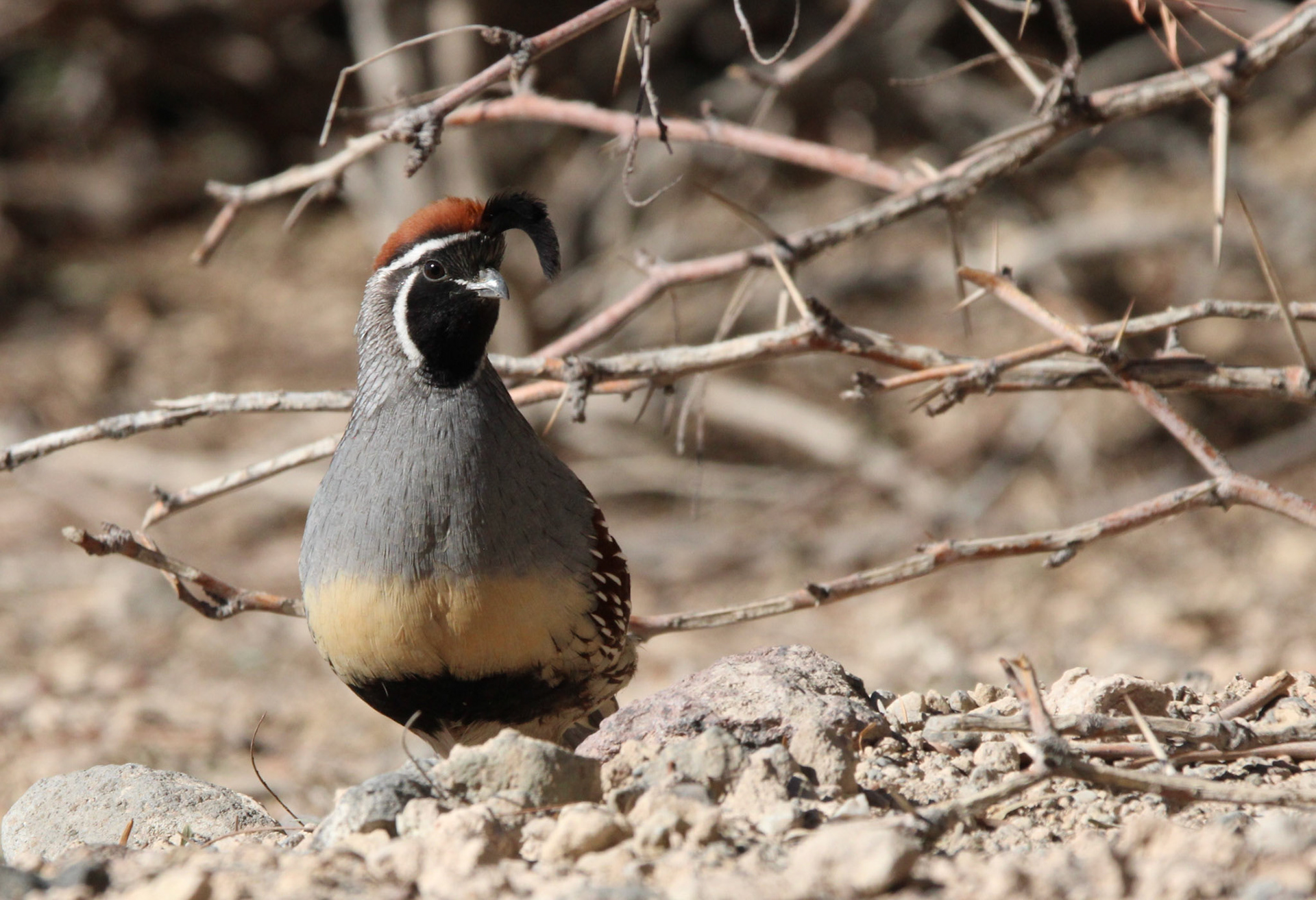 Gambel's Quail