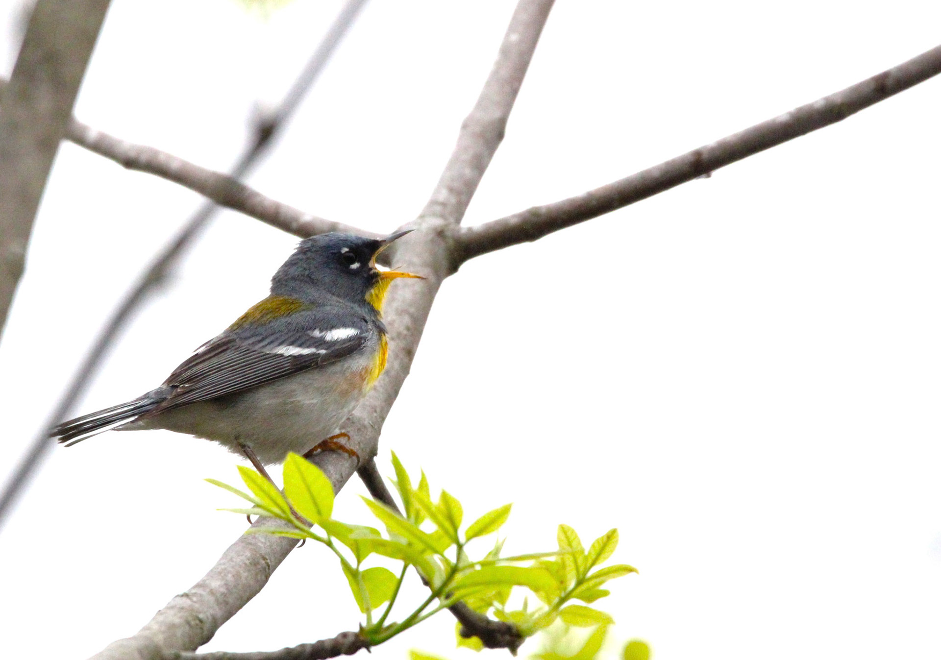 Northern Parula