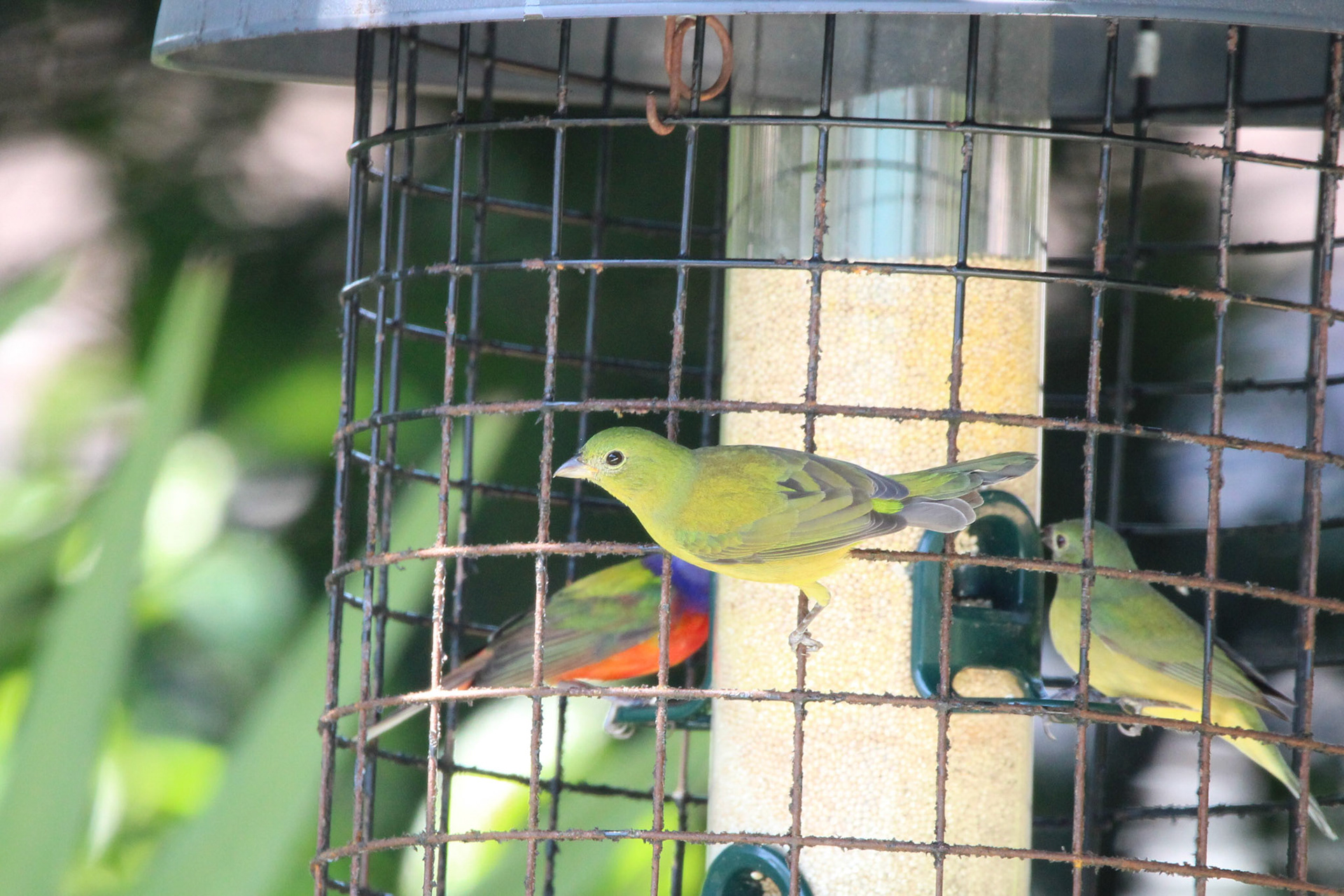 Painted Bunting